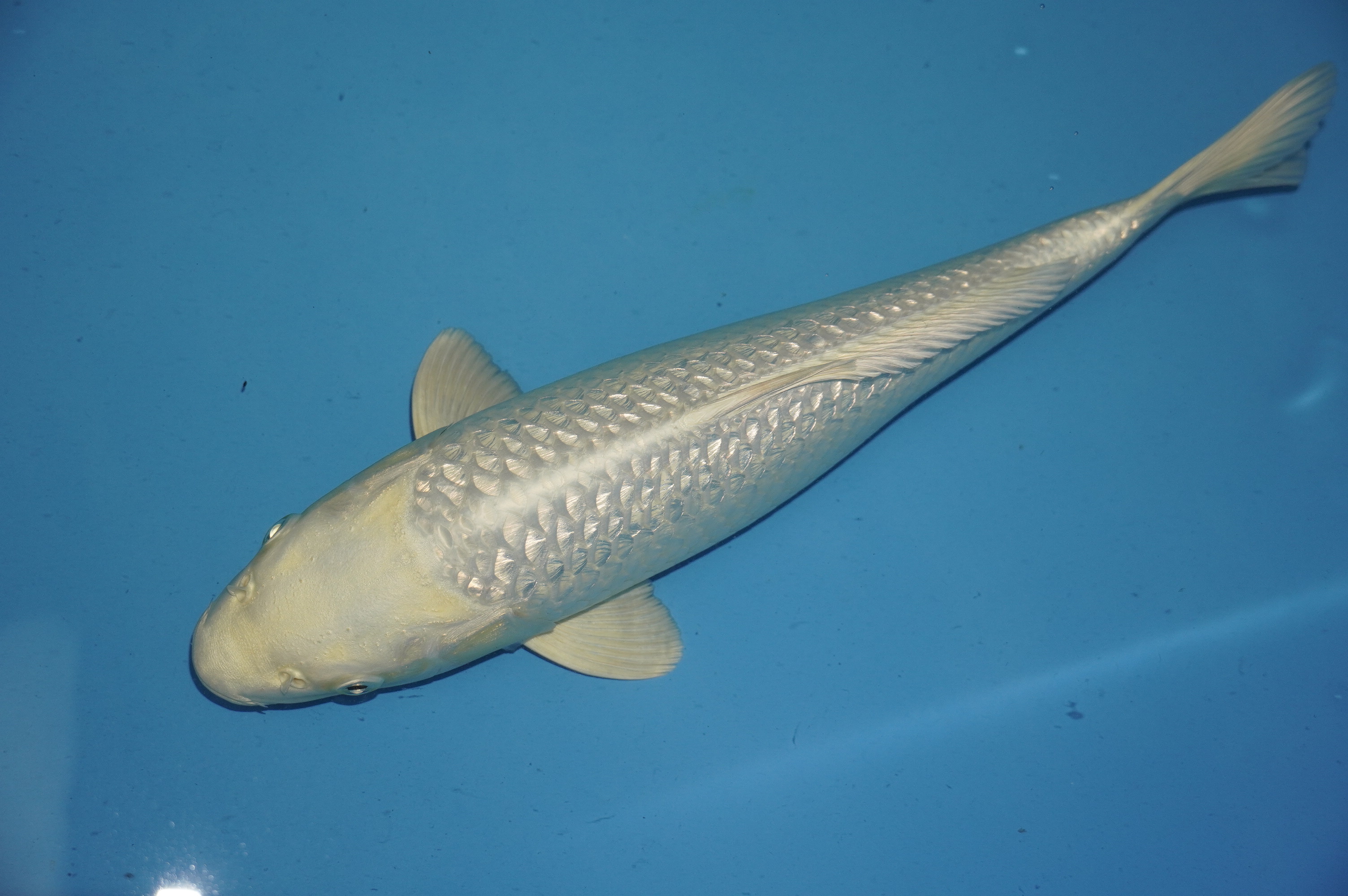 Gin Rin Platinum Ogon (35cm) von der Yamasan Koi Farm (Yamazaki) (Japan) IdentNr.: 10261
