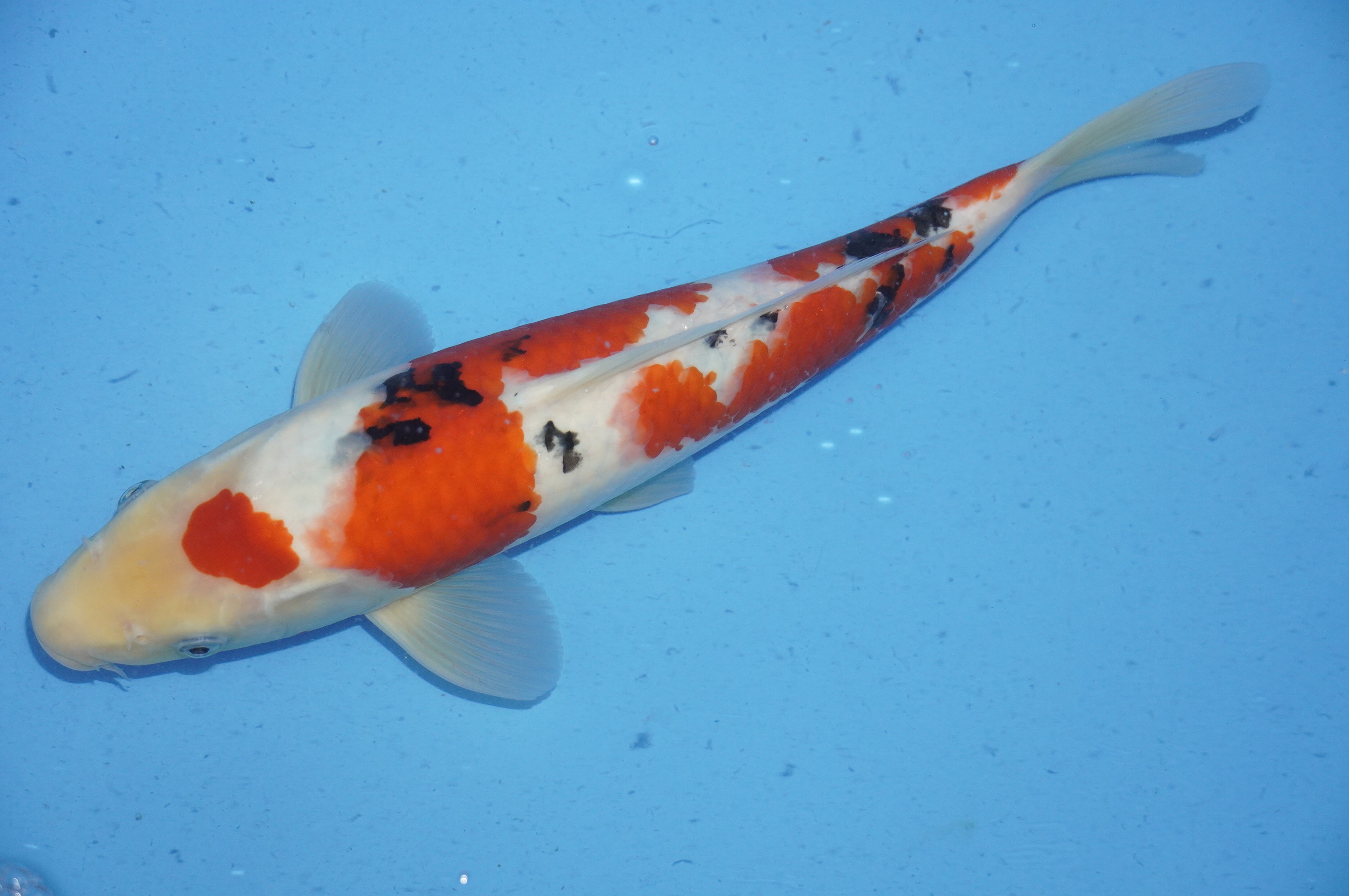 Sanke (36cm) von der Miyako Koifarm (Japan) IdentNr.: 9901