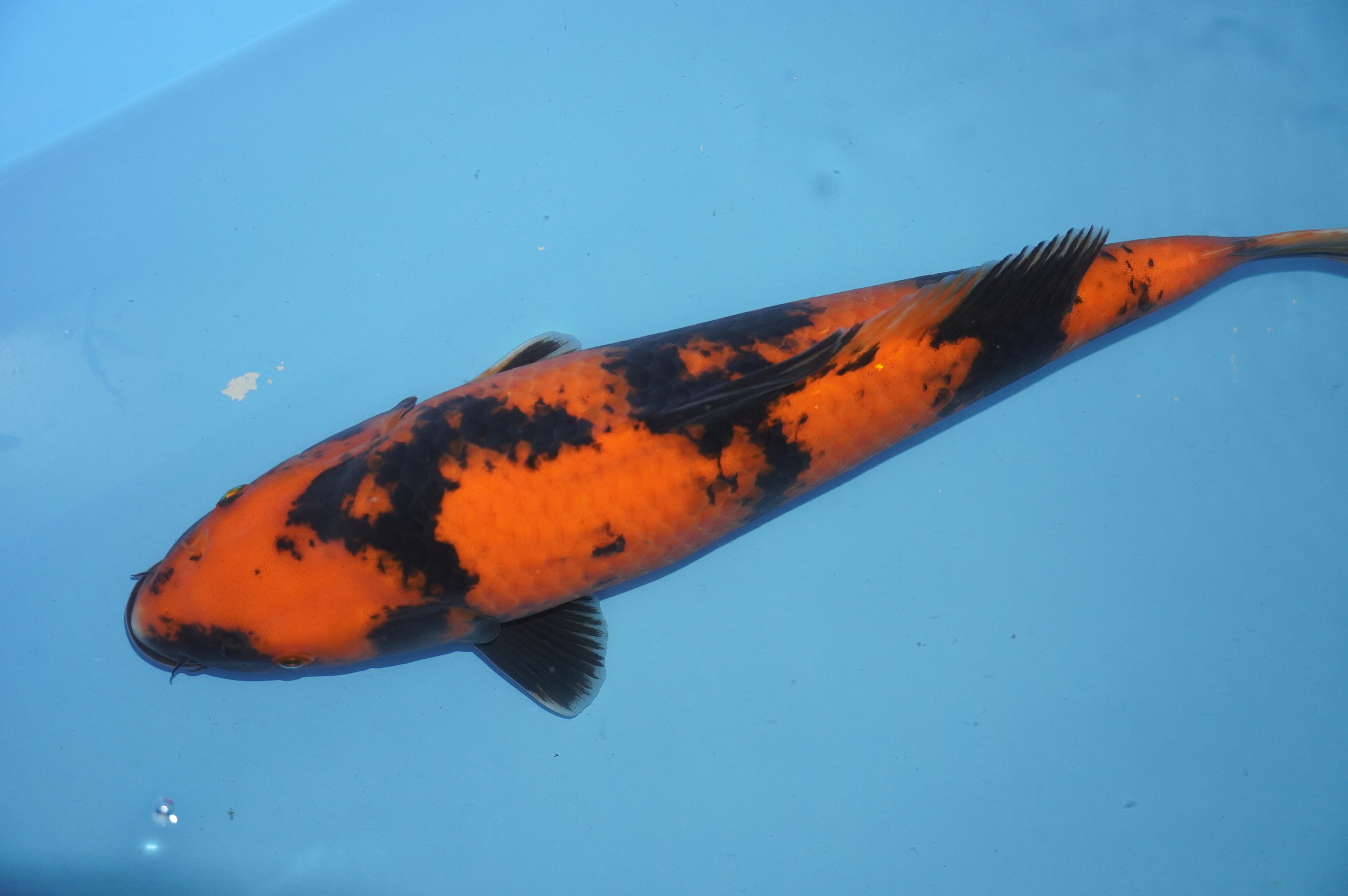 Hi Utsuri (43cm) von der Kanno Koifarm (Japan) IdentNr.: 10175