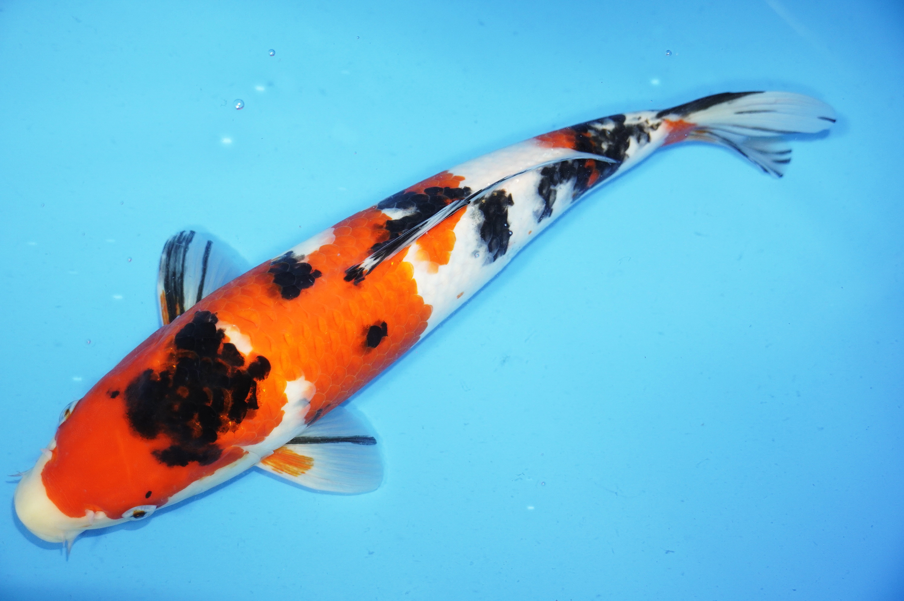 Sanke (39cm) von der Yoshino Koi Farm (Japan) IdentNr.: 9513