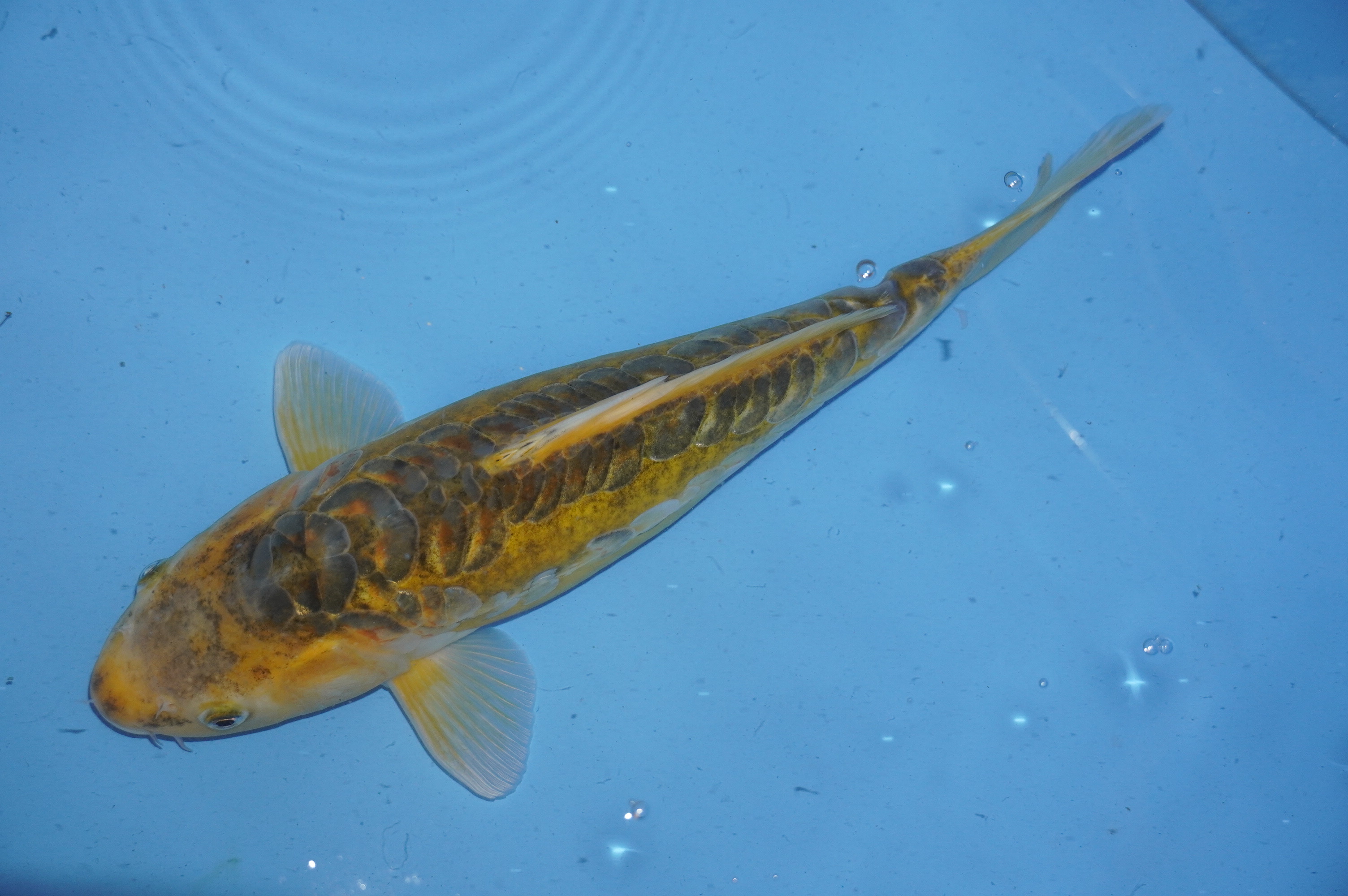 Midorigoi (36cm) von der Marusaka Koi Farm (Japan) IdentNr.: 10026