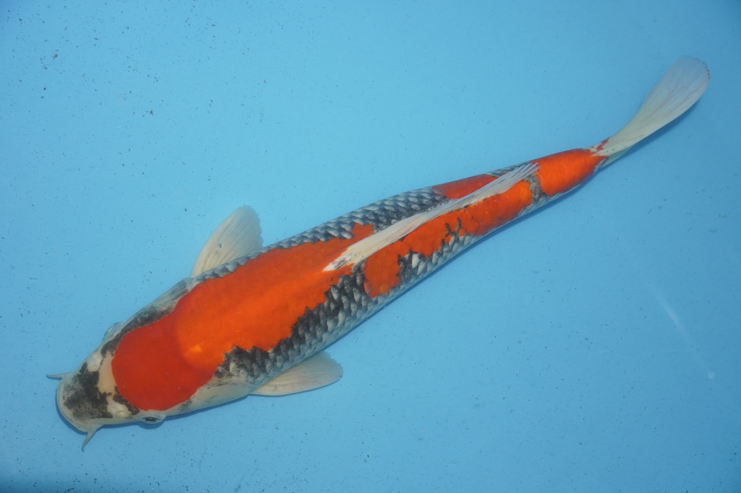 Goshiki (37cm) von der Tanaka Takatasu Koifarm (Japan) IdentNr.: 10118