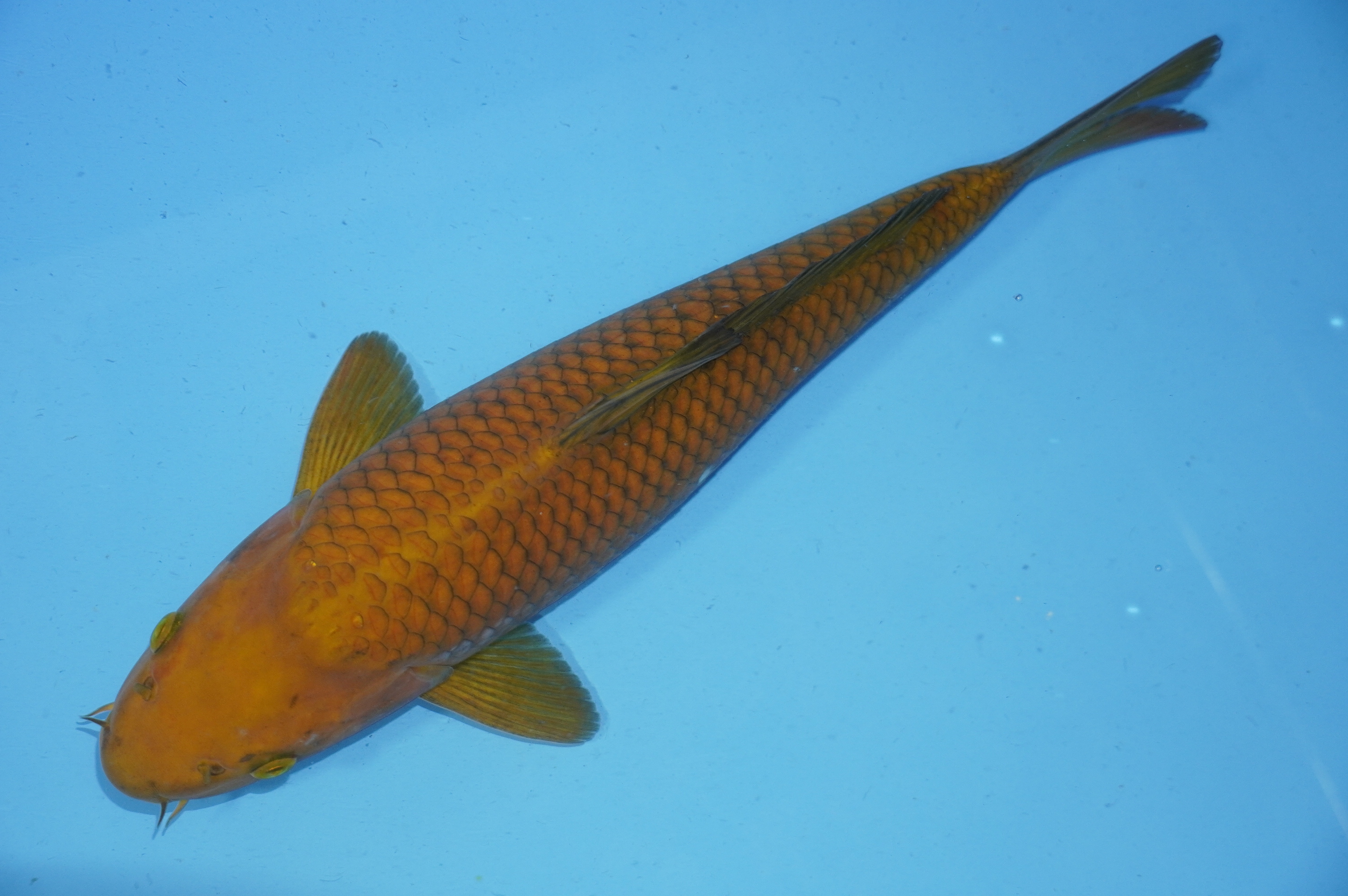 Chagoi (38cm) von der Koda Koifarm (Japan) IdentNr.: 9971