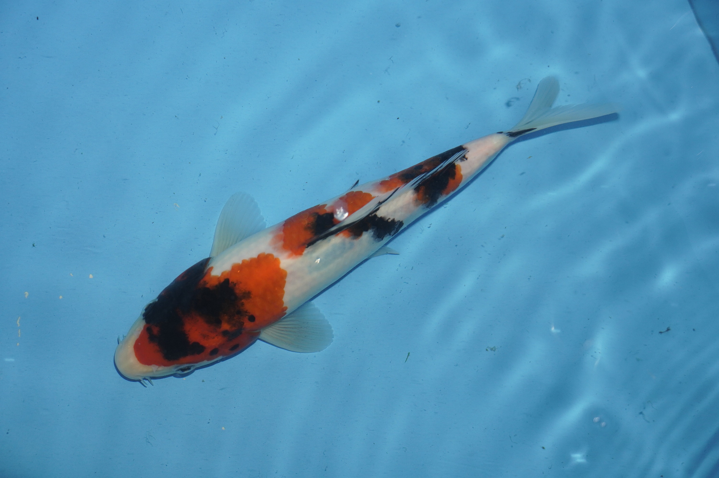 Showa (23cm) von der Miyako Koifarm (Japan) IdentNr.: 10101