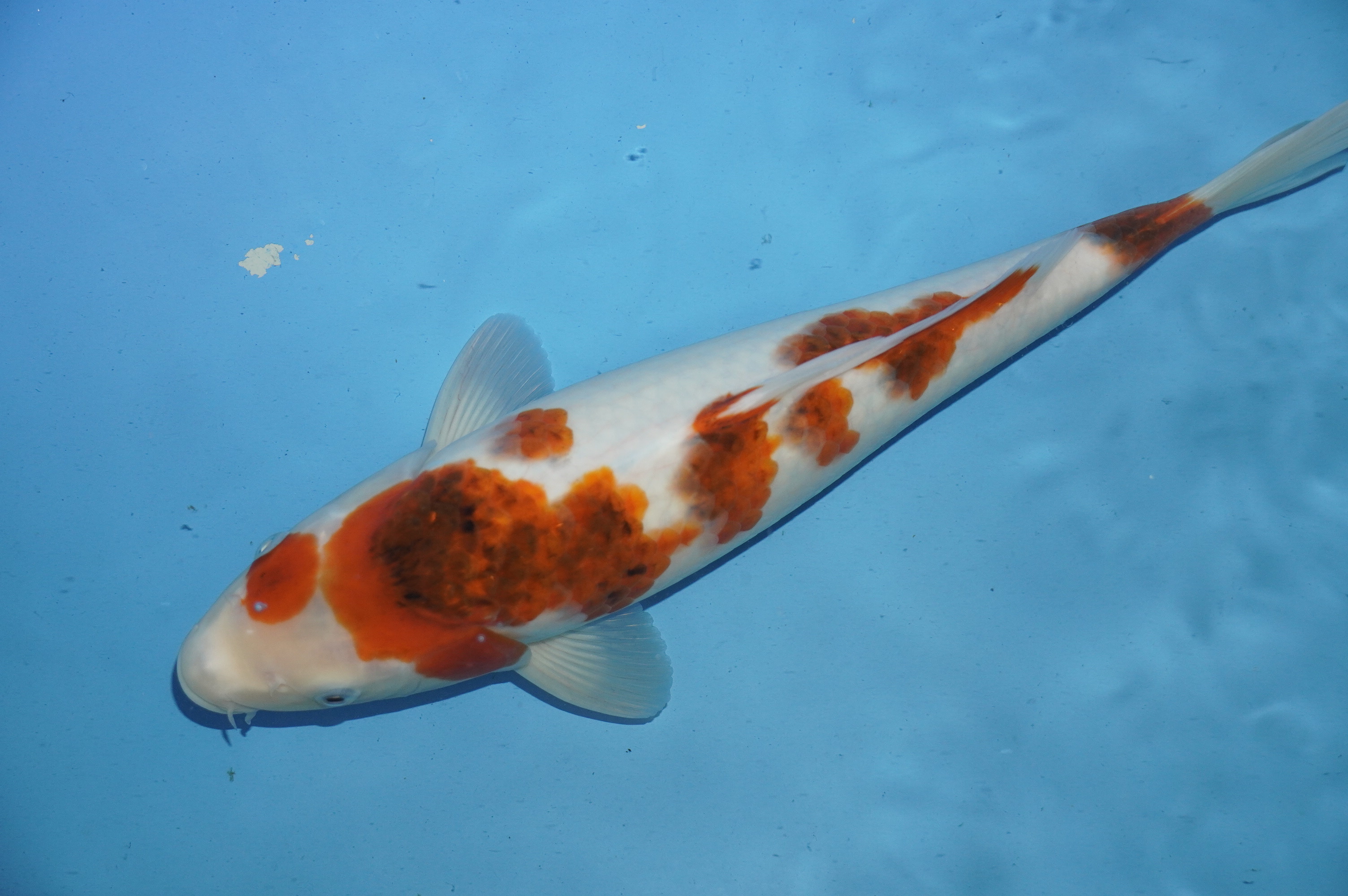 Goromo (34cm) von der Yamasan Koi Farm (Yamazaki) (Japan) IdentNr.: 10246