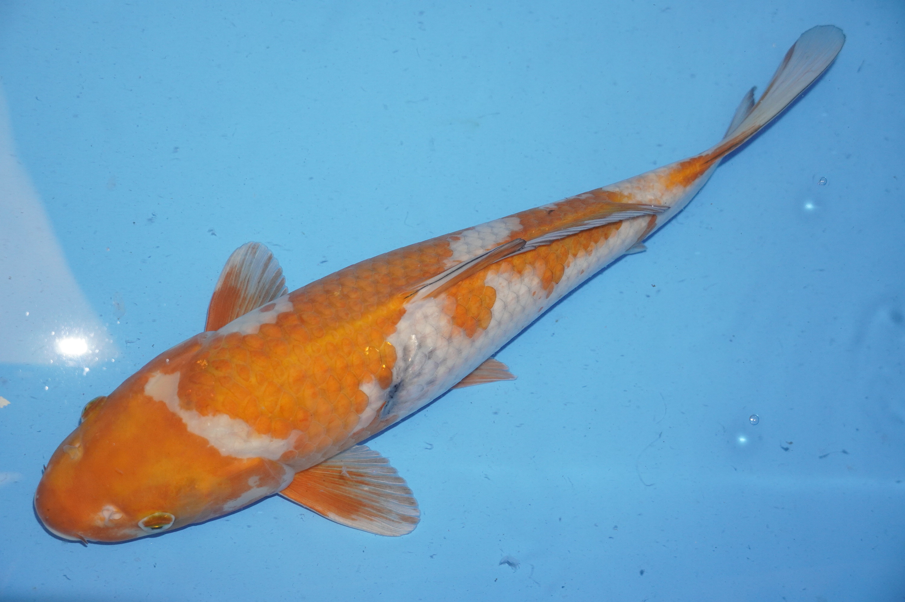 Ochiba Shigure (44cm) von der Koda Koifarm (Japan) IdentNr.: 9966