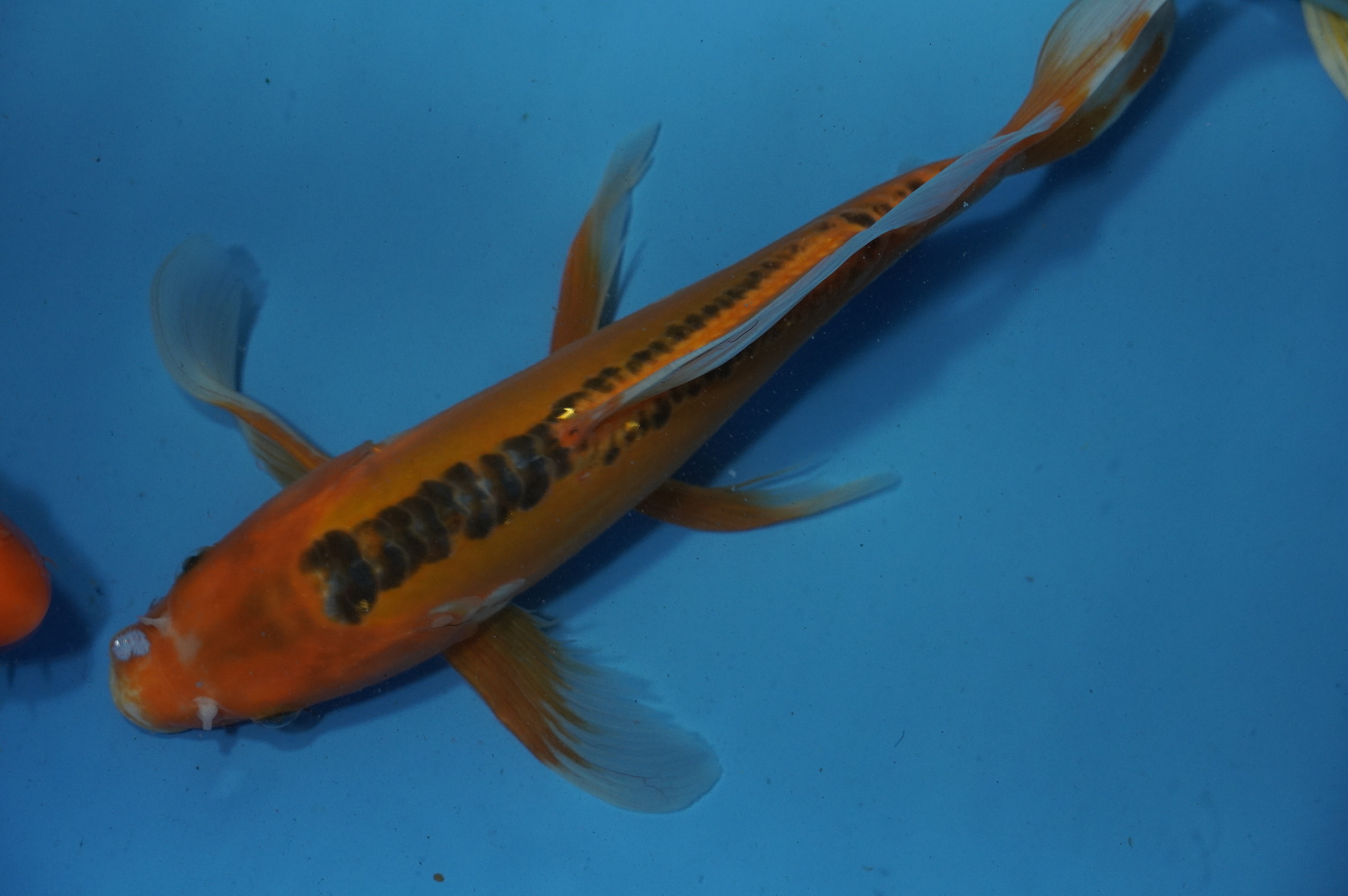 Butterfly Hi Shusui (33cm) von der Yamasan Koi Farm (Yamazaki) (Japan) IdentNr.: 9822