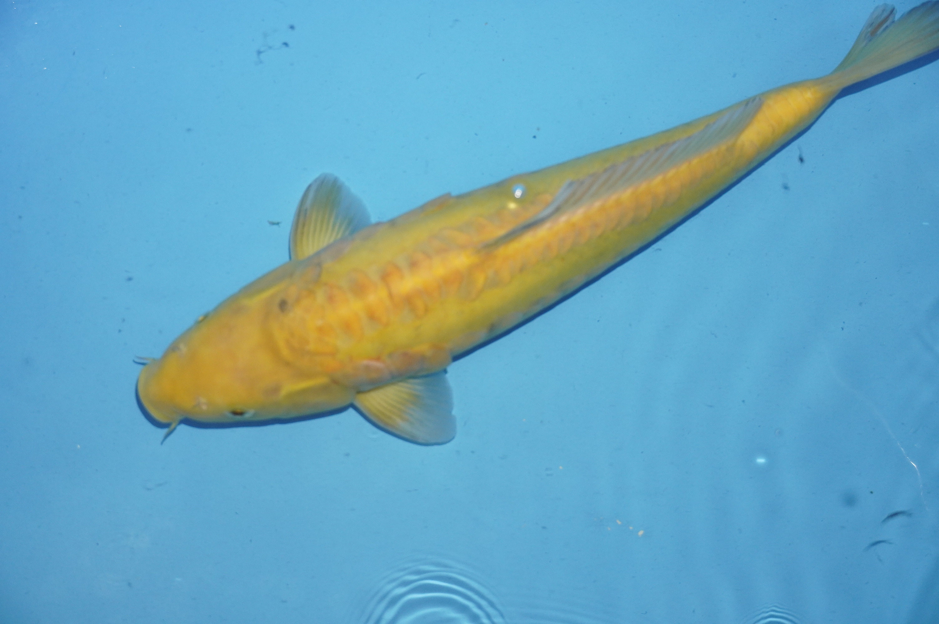 Doitsu Karashigoi (36cm) von der Yamasan Koi Farm (Yamazaki) (Japan) IdentNr.: 10253