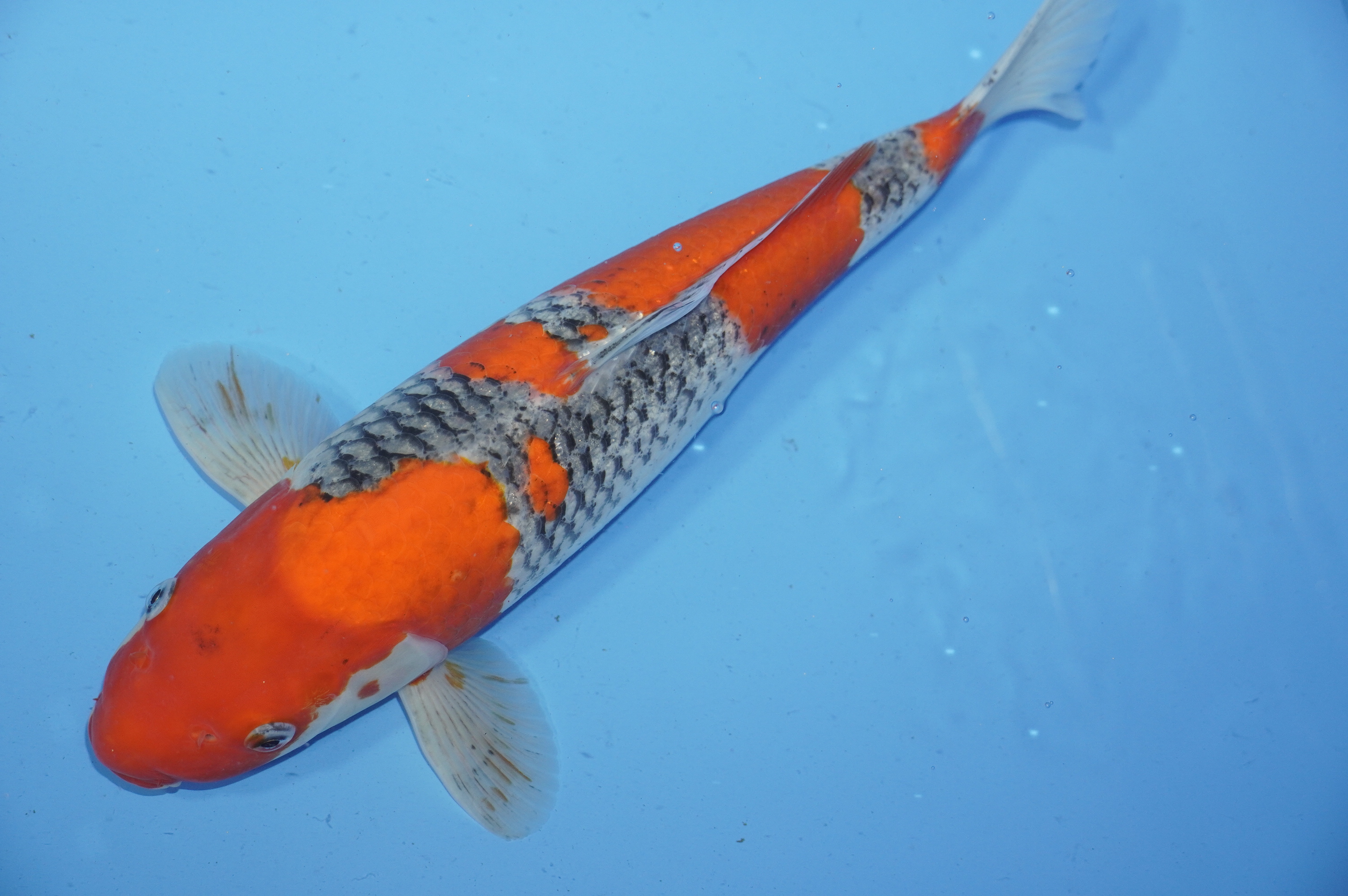 Goshiki (38cm) von der Igarashi Koi Farm (Japan) IdentNr.: 9685