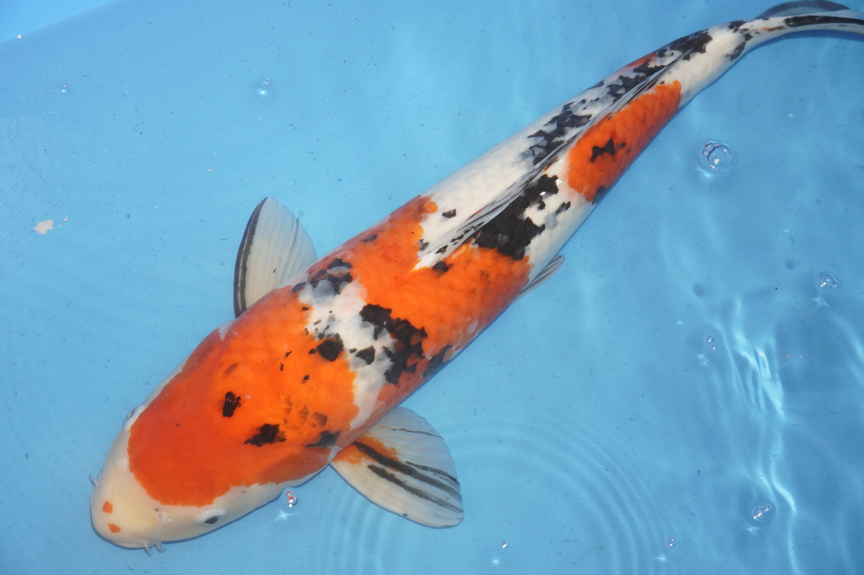 Sanke (63cm) von der Maruhiro Koi Farm (Japan) IdentNr.: 8548