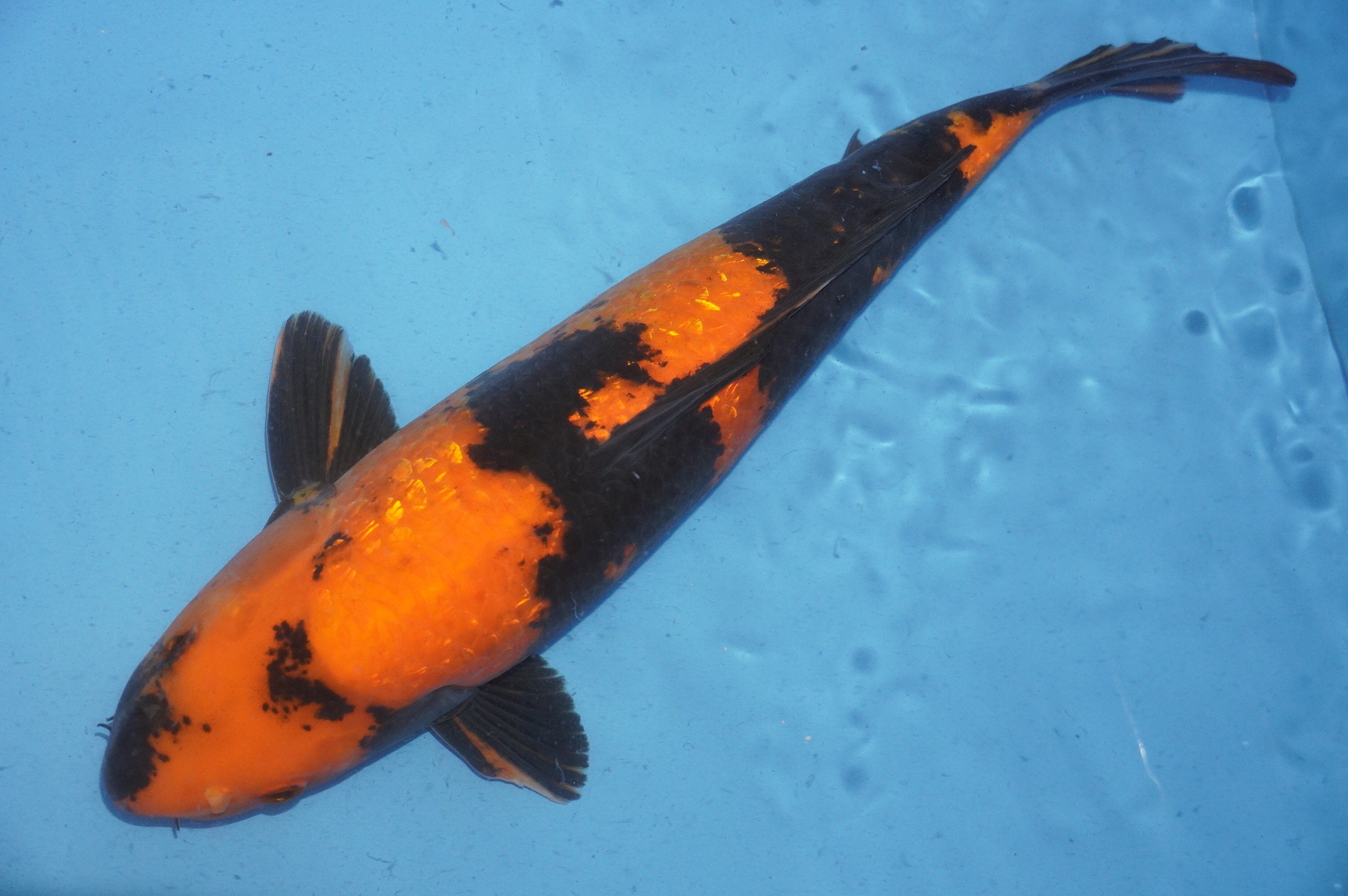 Gin Rin Hi Utsuri (48cm) von der Sakazume Koi Farm (Japan) IdentNr.: 9158