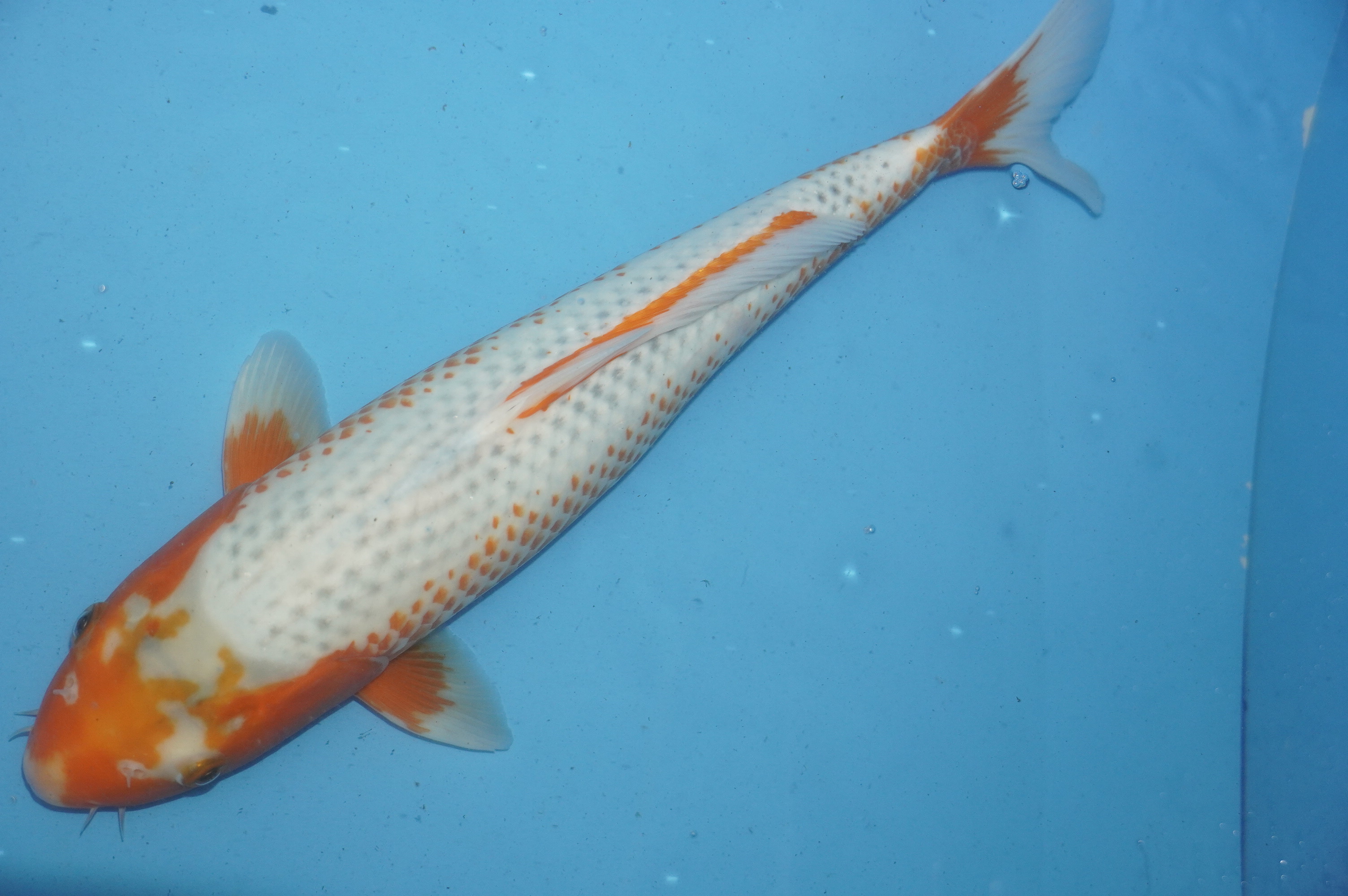 Kanoko Asagi (41cm) von der Tanaka Takatasu Koifarm (Japan) IdentNr.: 10126