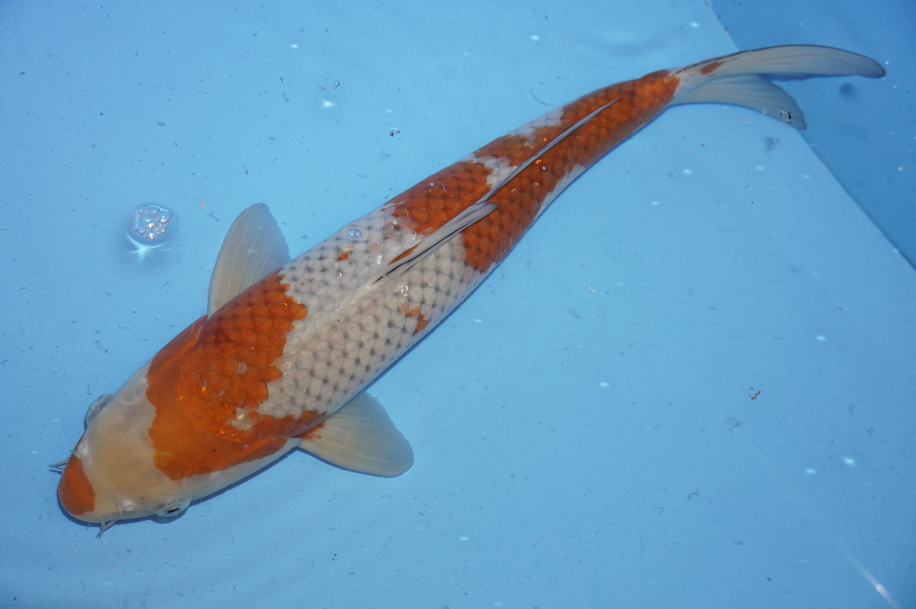 Ochiba Shigure (41cm) von der Oofuchi Koi Farm (Japan) IdentNr.: 9216