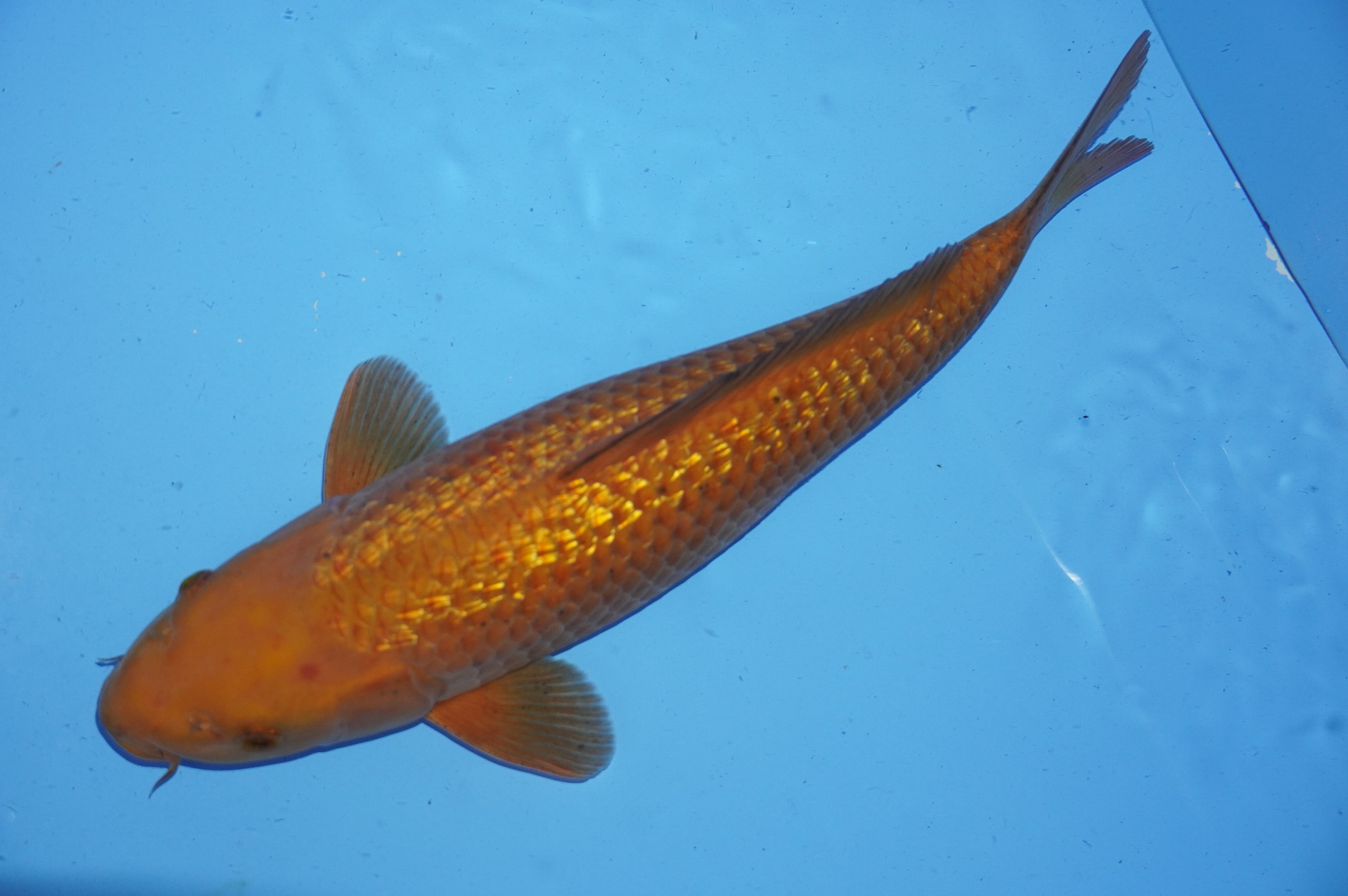 Gin Rin Chagoi (41cm) von der Marusaka Koi Farm (Japan) IdentNr.: 10035