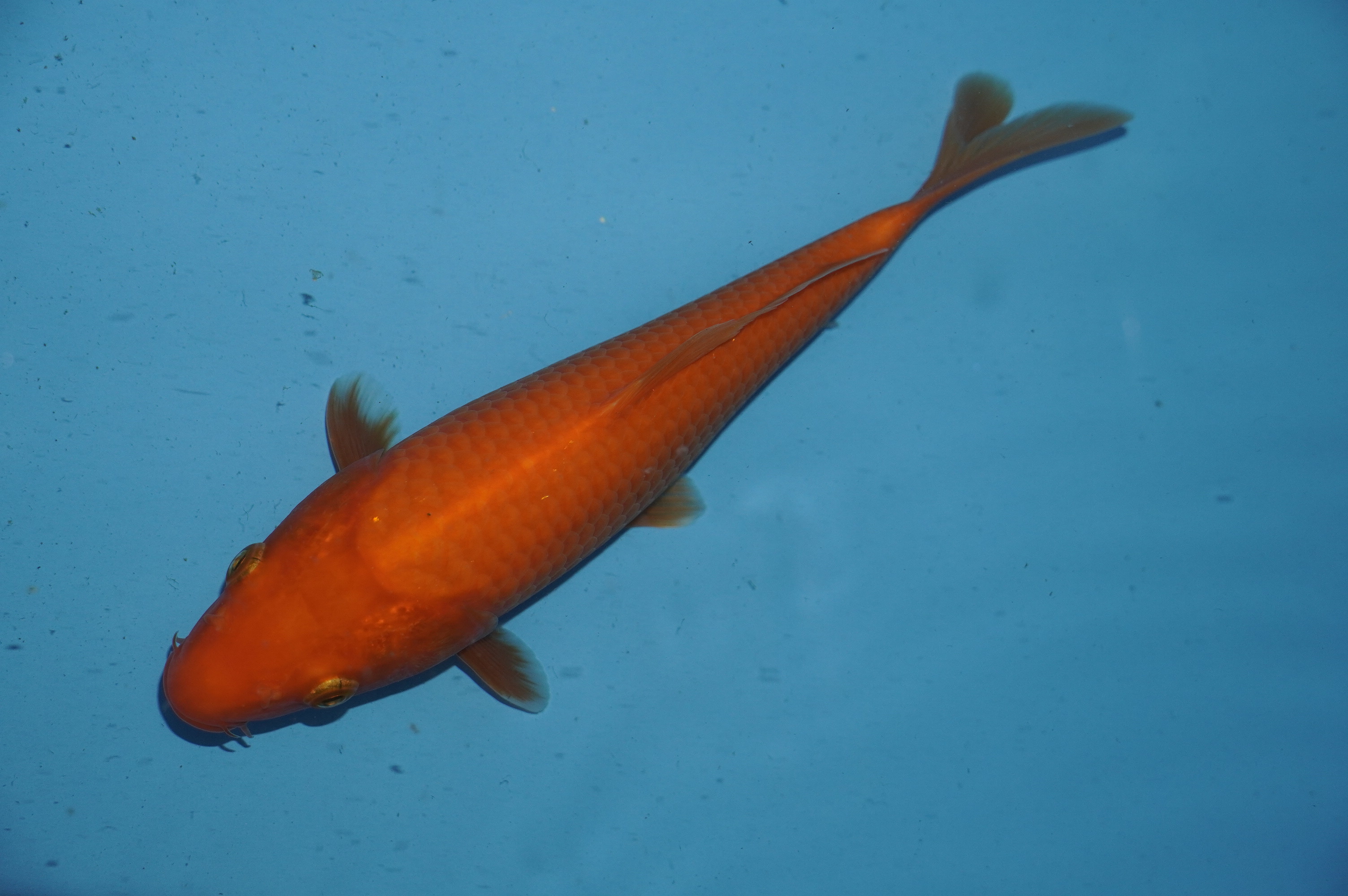 Benigoi (23cm) von der Miyako Koifarm (Japan) IdentNr.: 10085