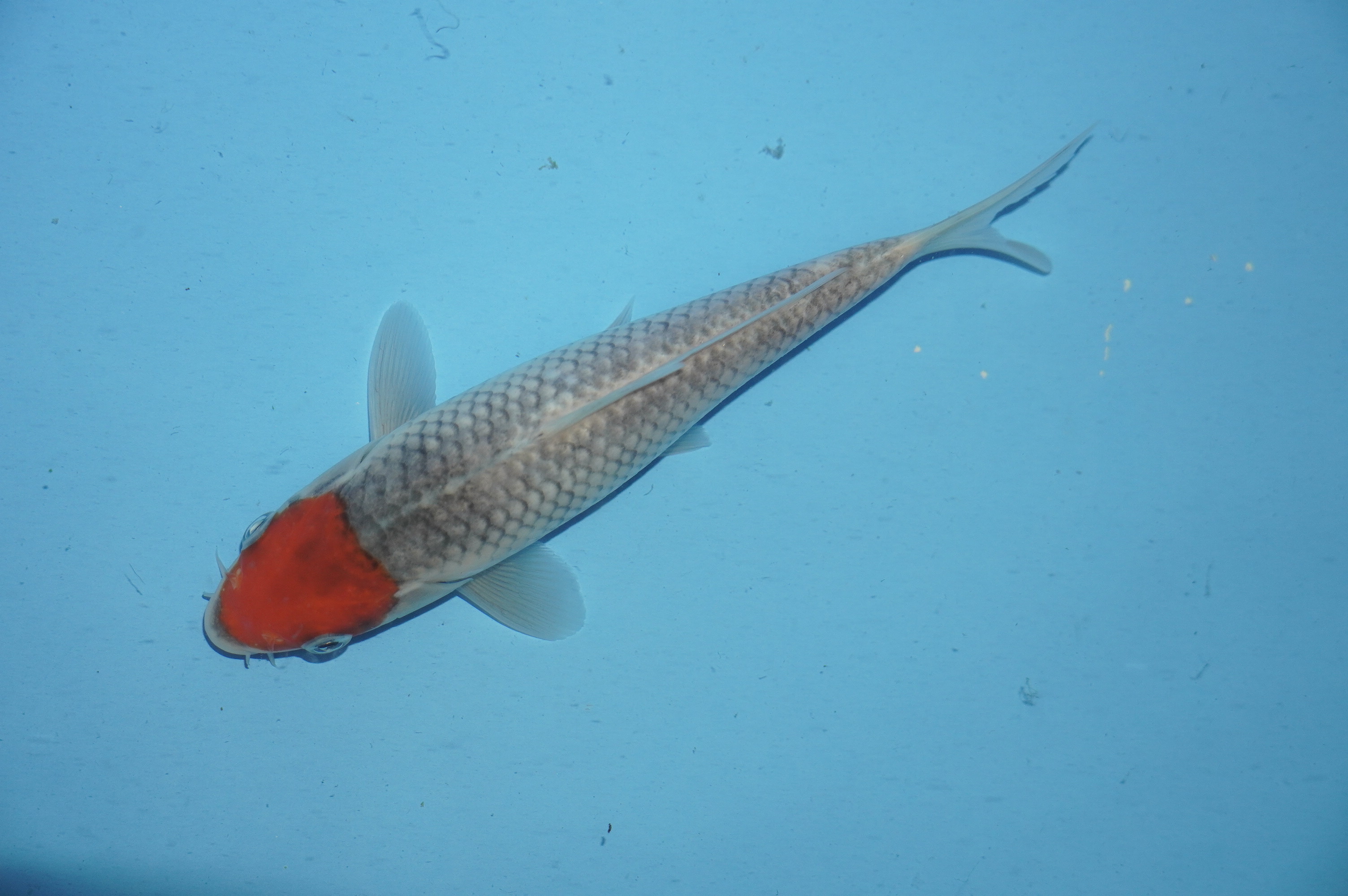 Tancho Goshiki (19cm) von der Miyako Koifarm (Japan) IdentNr.: 10100