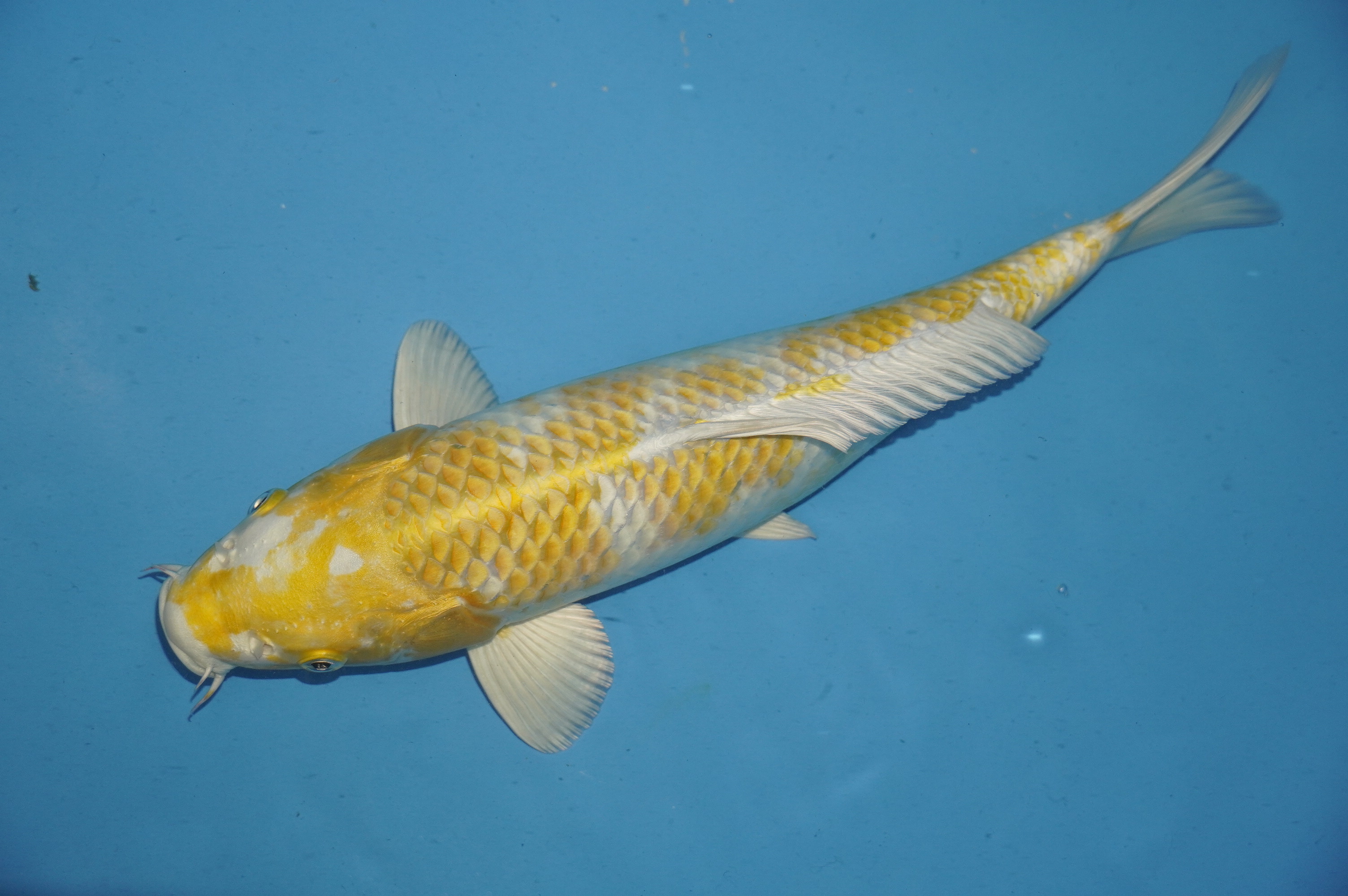 Hariwake (33cm) von der Yamasan Koi Farm (Yamazaki) (Japan) IdentNr.: 10266