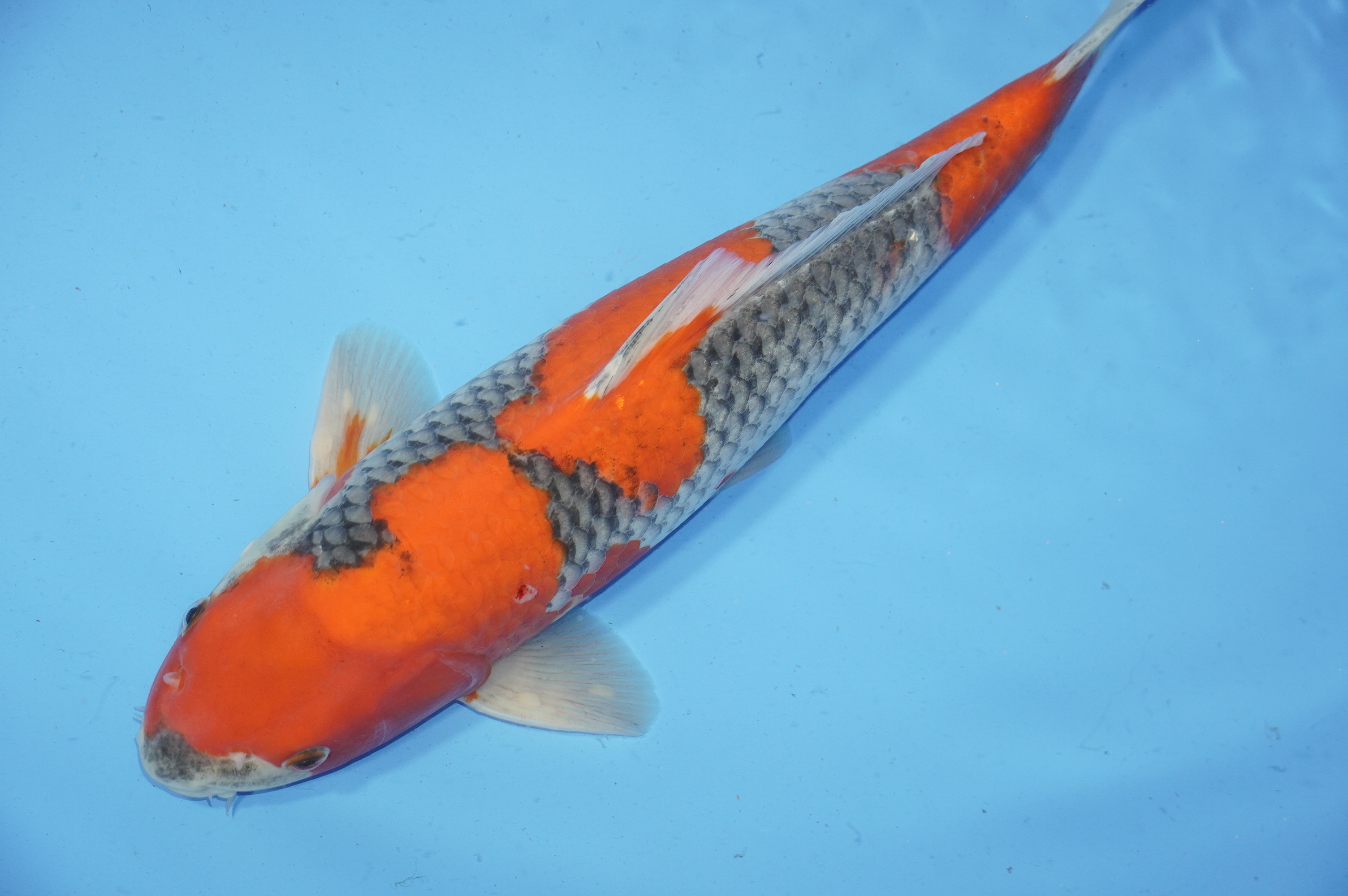 Goshiki (40cm) von der Igarashi Koi Farm (Japan) IdentNr.: 9689