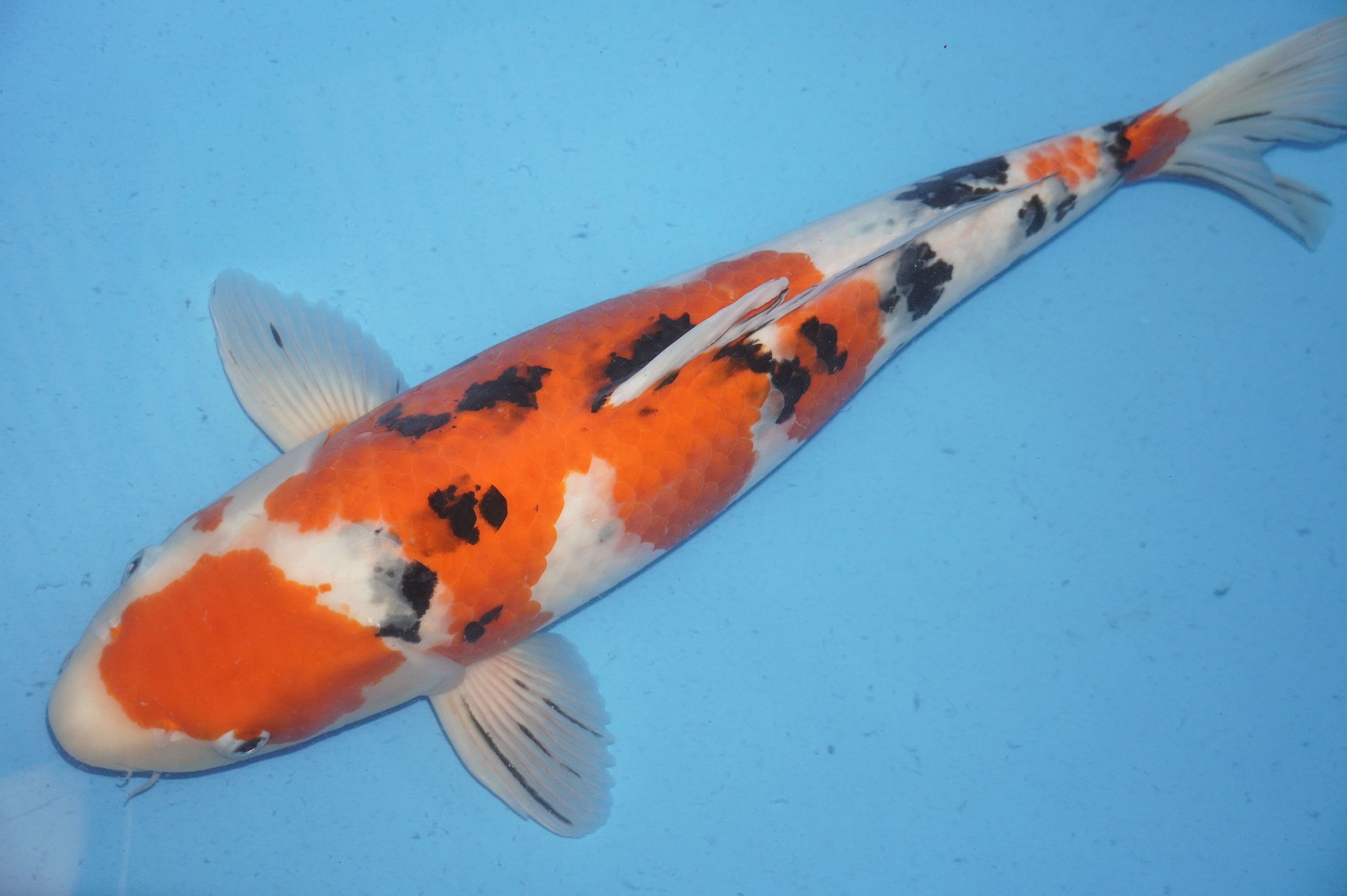 Sanke (52cm) von der Tanaka Koifarm (Japan) IdentNr.: 8662