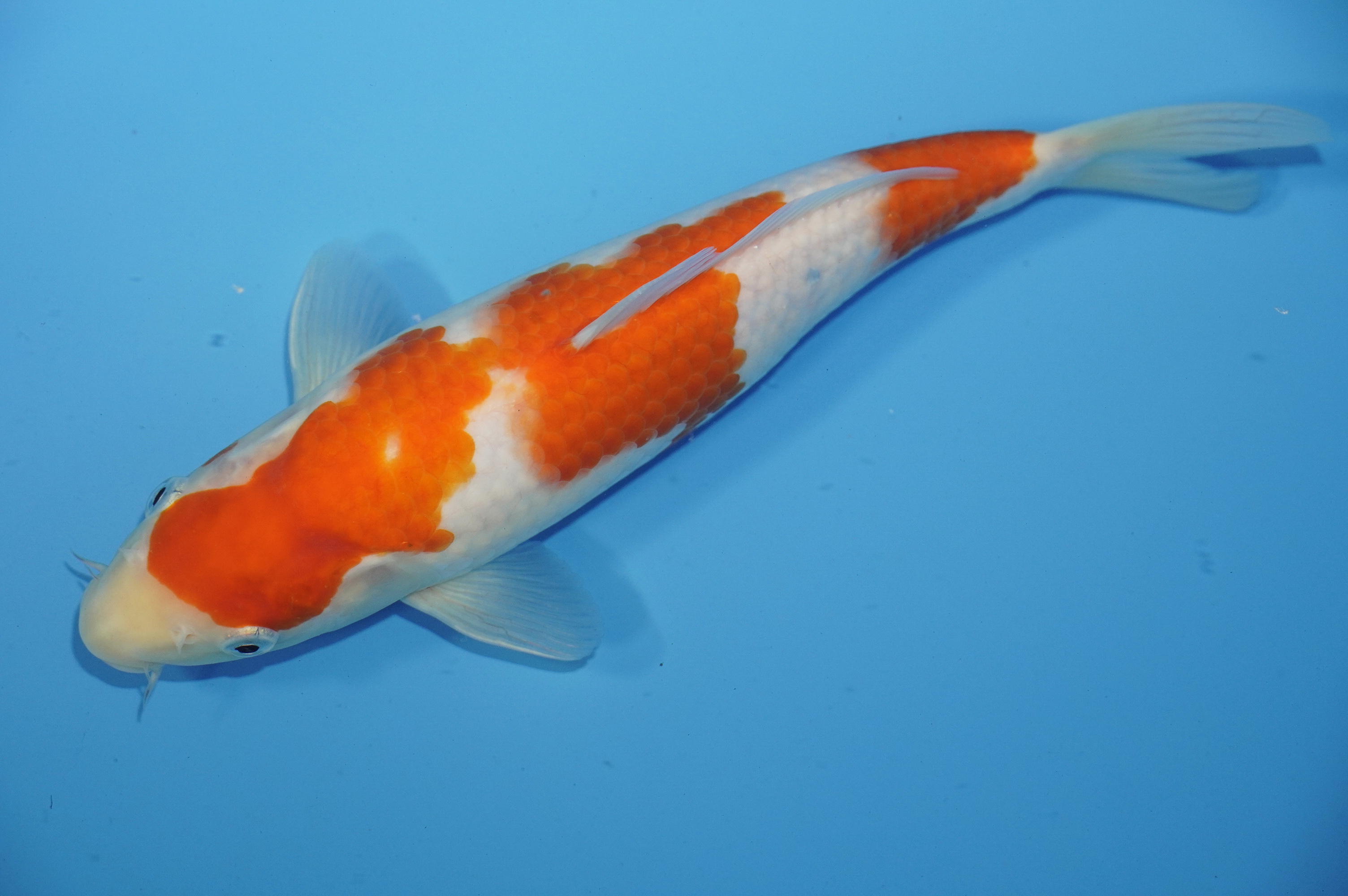 Kohaku (29cm) von der Tanaka Kazuo Koifarm (Japan) IdentNr.: 9545