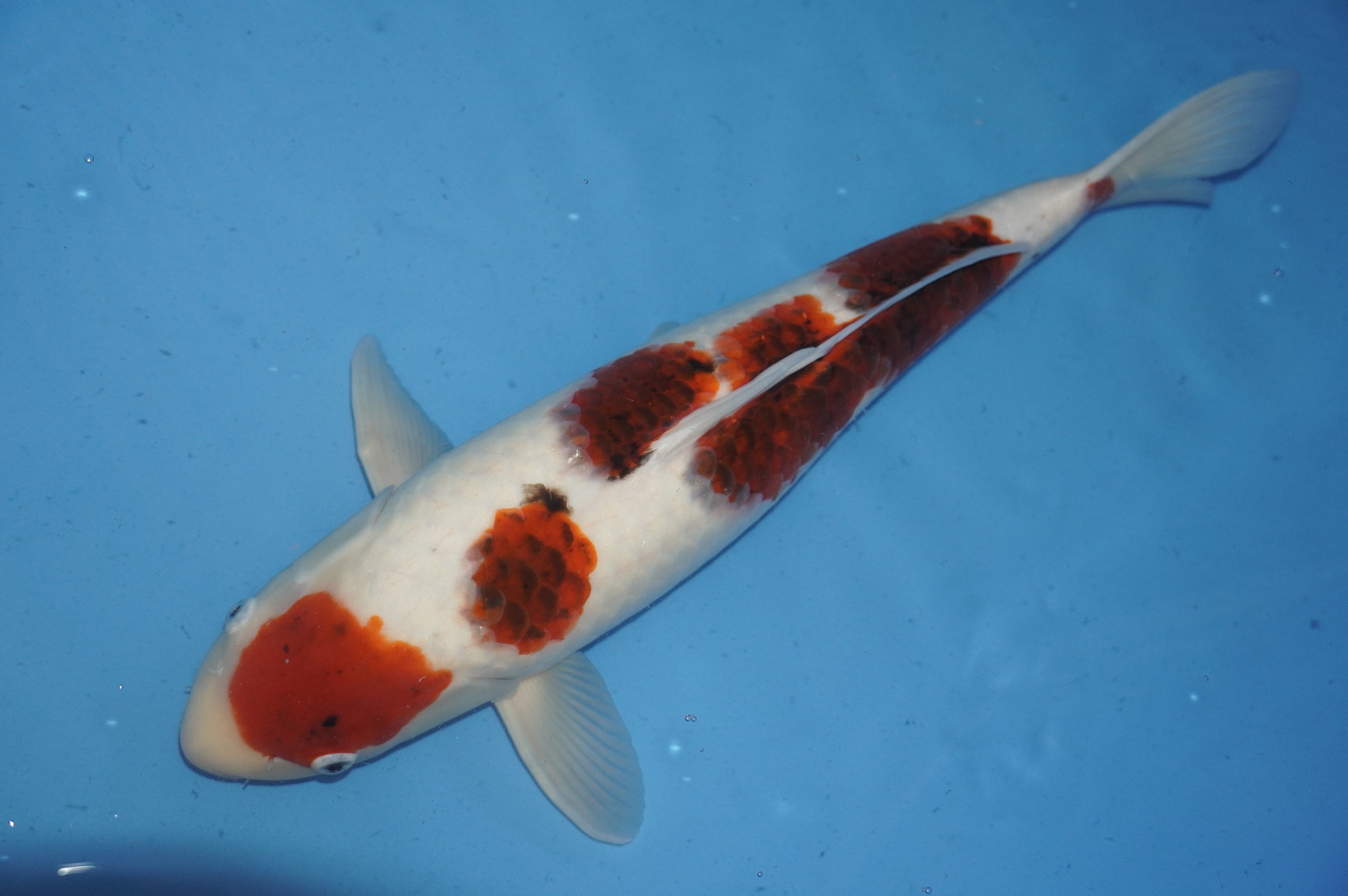 Goromo (52cm) von der Oofuchi Koi Farm (Japan) IdentNr.: 8848