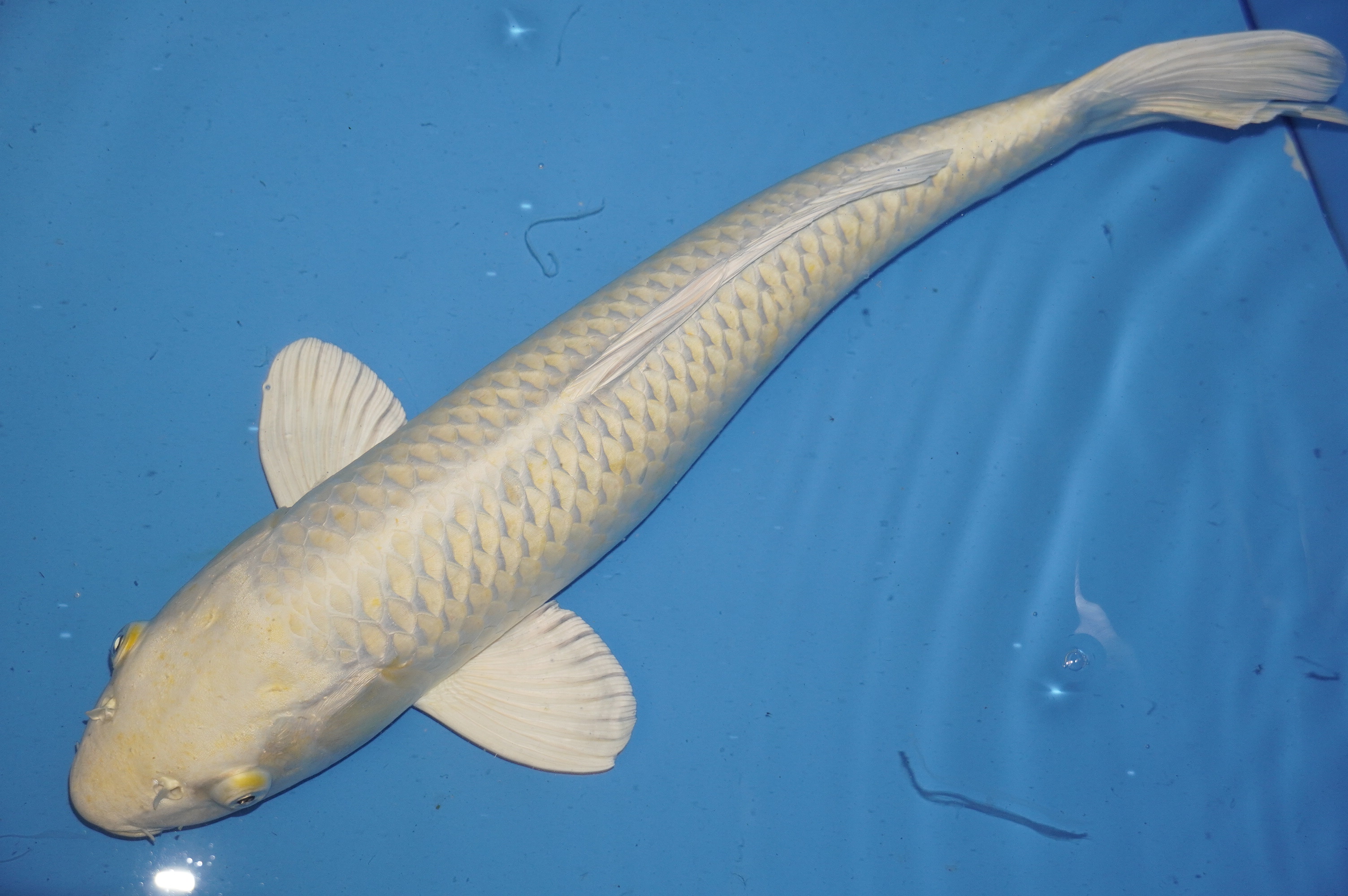 Yamabuki Ogon (50cm) von der Tanaka Takatasu Koifarm (Japan) IdentNr.: 9726