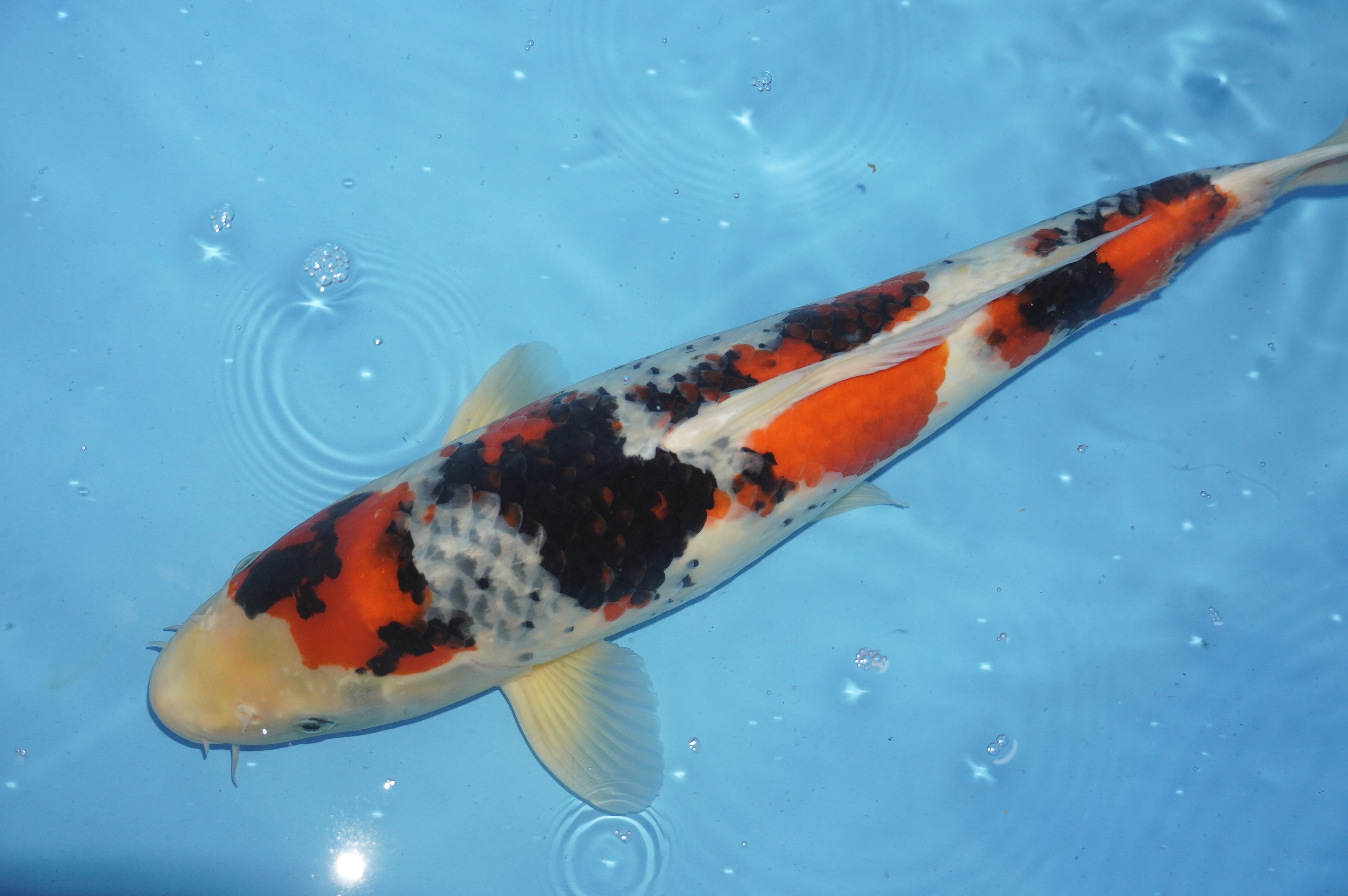 Showa (45cm) von der Marusei Koi Farm (Hirasawa) (Japan) IdentNr.: 10145