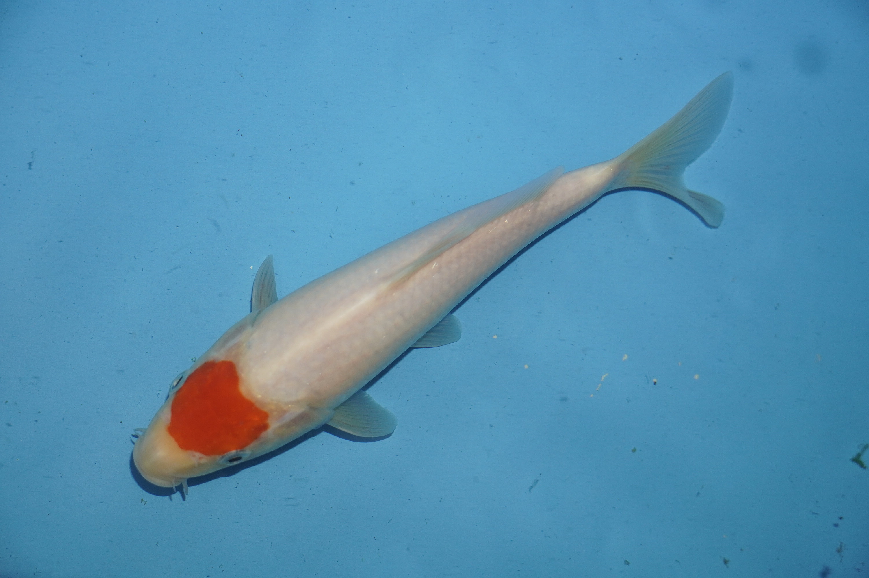 Tancho (23cm) von der Miyako Koifarm (Japan) IdentNr.: 10098