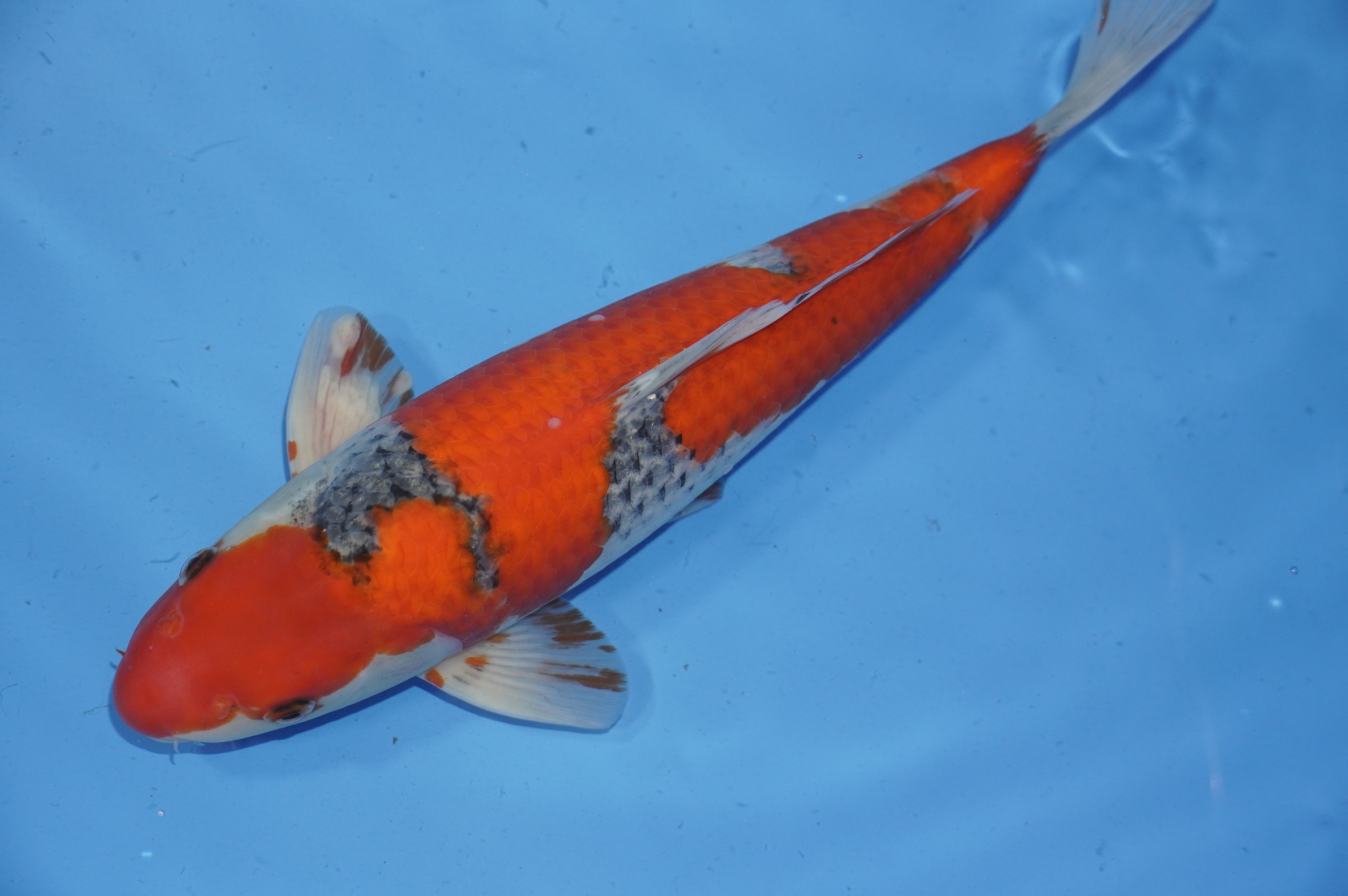 Goshiki (39cm) von der Igarashi Koi Farm (Japan) IdentNr.: 9691