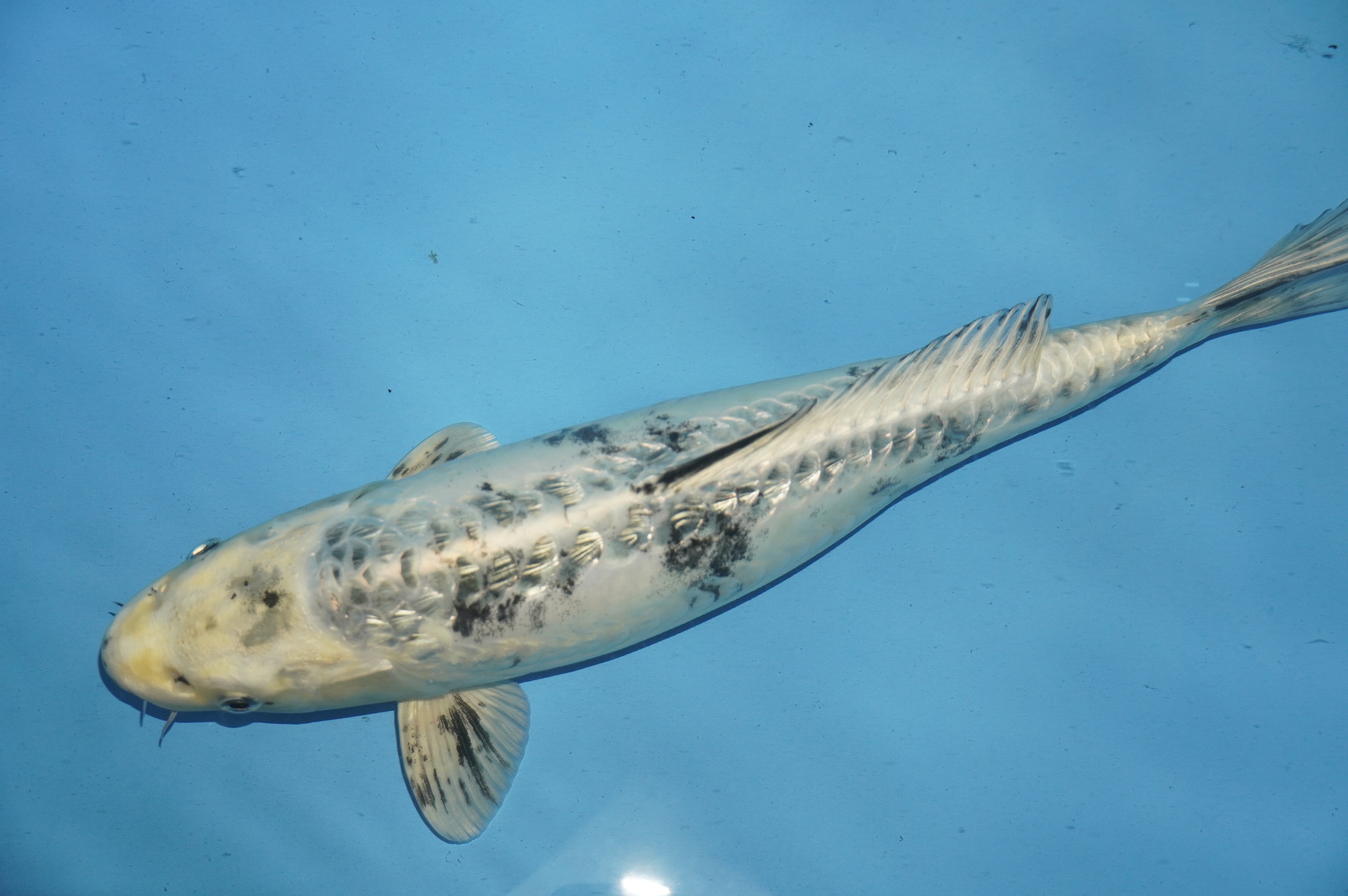 Gin Rin Kikukuryo (34cm) von der Yamasan Koi Farm (Yamazaki) (Japan) IdentNr.: 10248