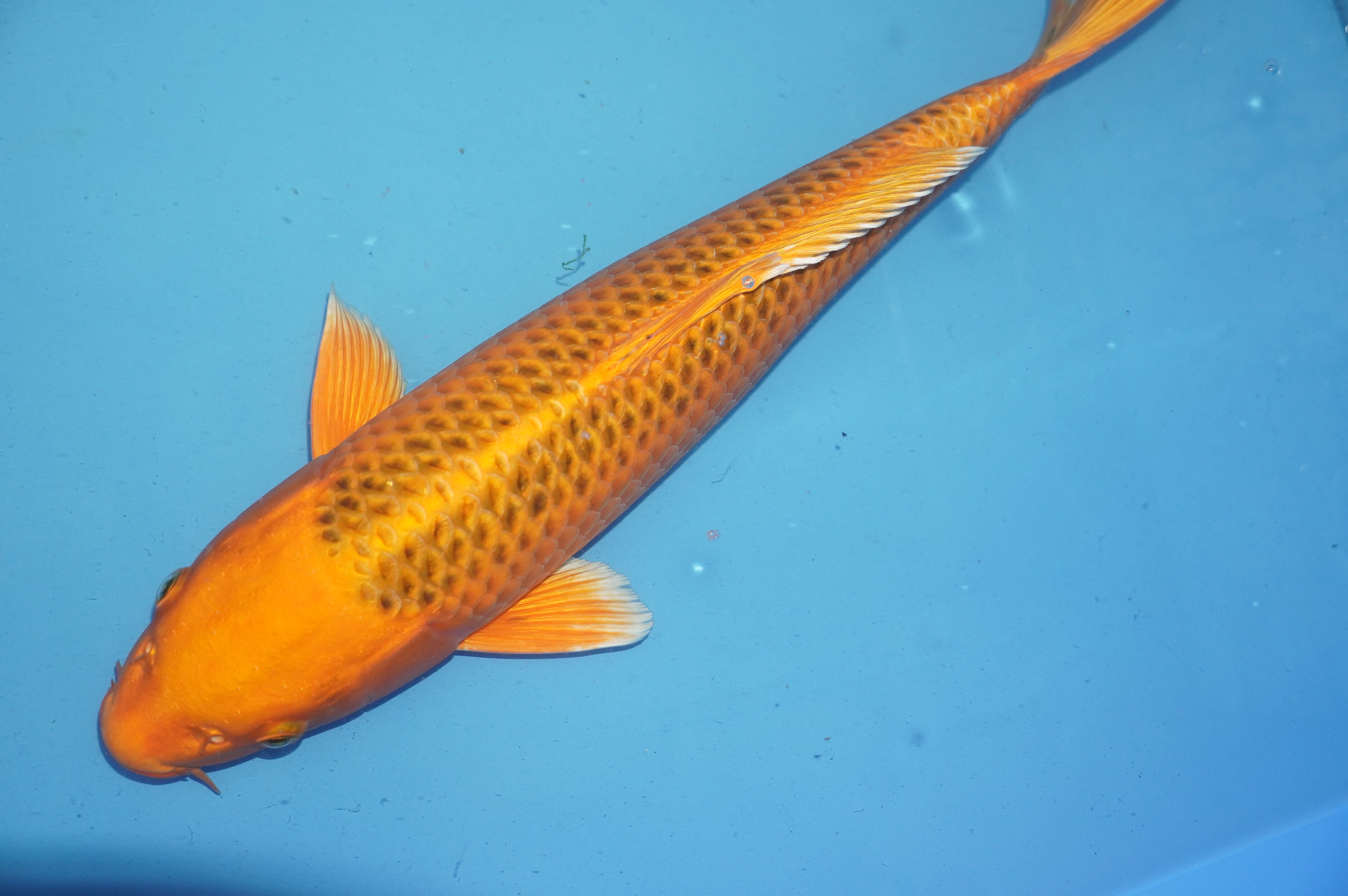 Kin Matsuba (40cm) von der Mano Koi Farm (Japan) IdentNr.: 10171