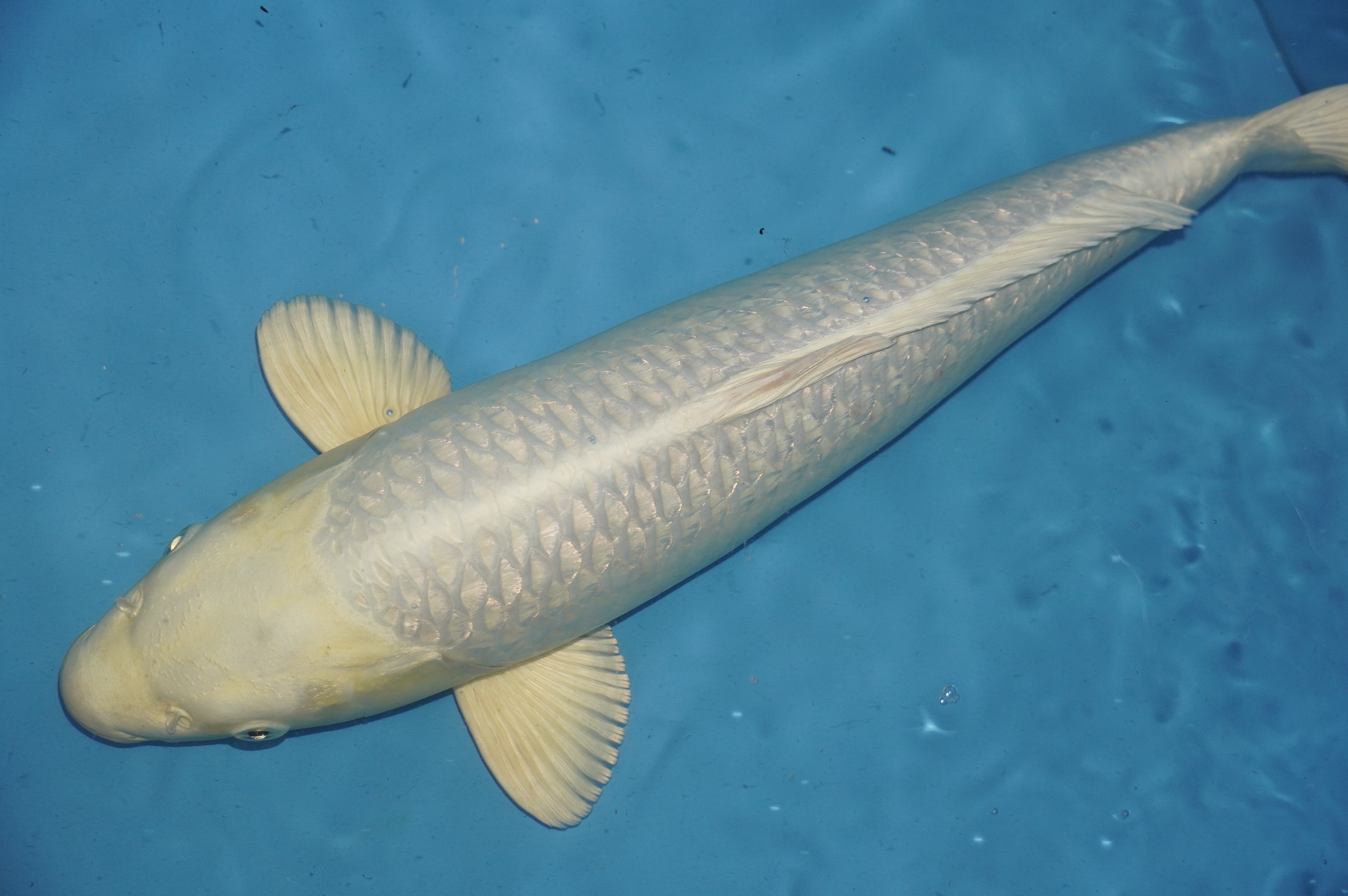 Gin Rin Platinum Ogon (53cm) von der Yamasan Koi Farm (Yamazaki) (Japan) IdentNr.: 10271