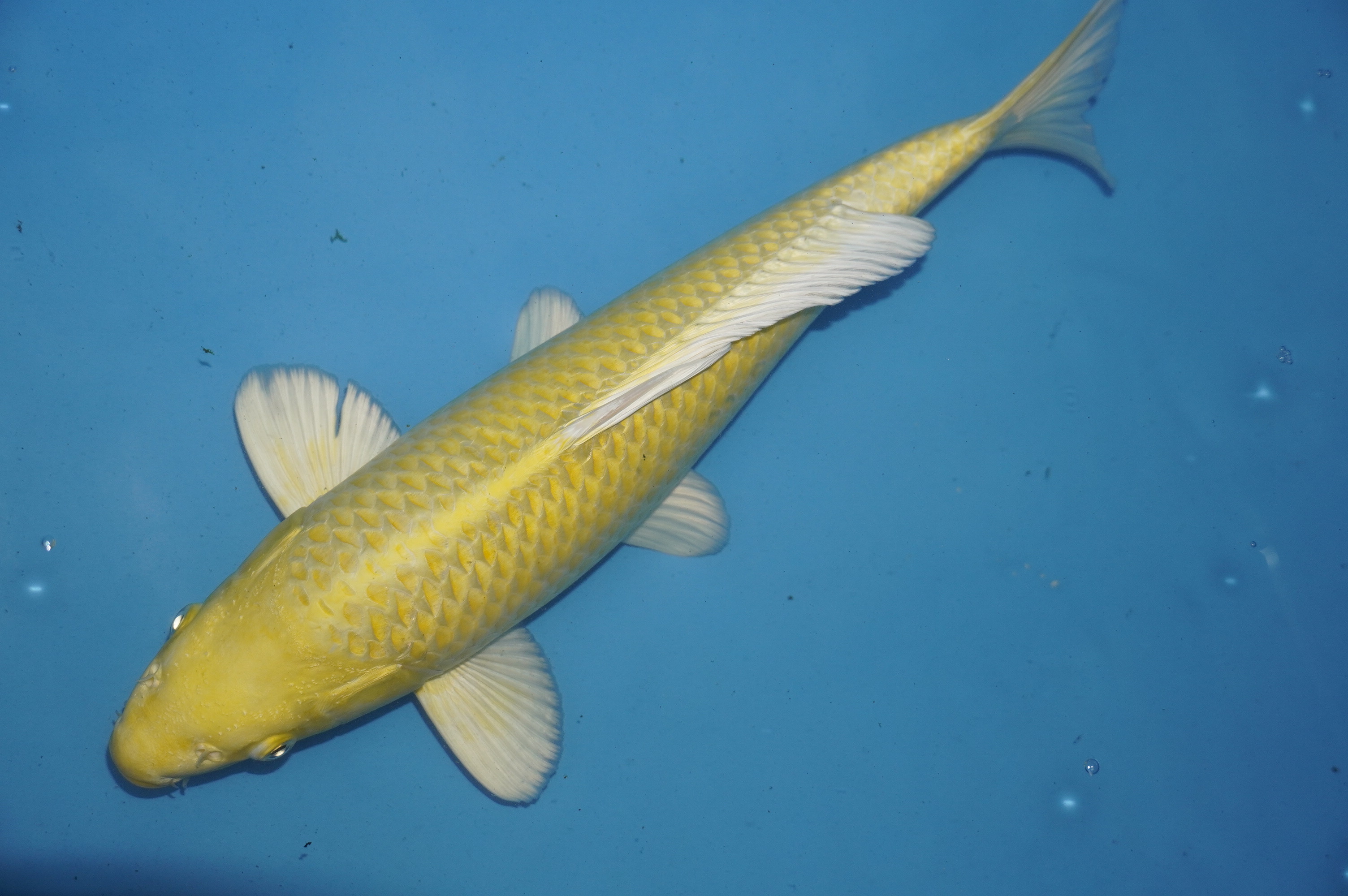 Yamabuki Ogon (38cm) von der Igarashi Koi Farm (Japan) IdentNr.: 10136