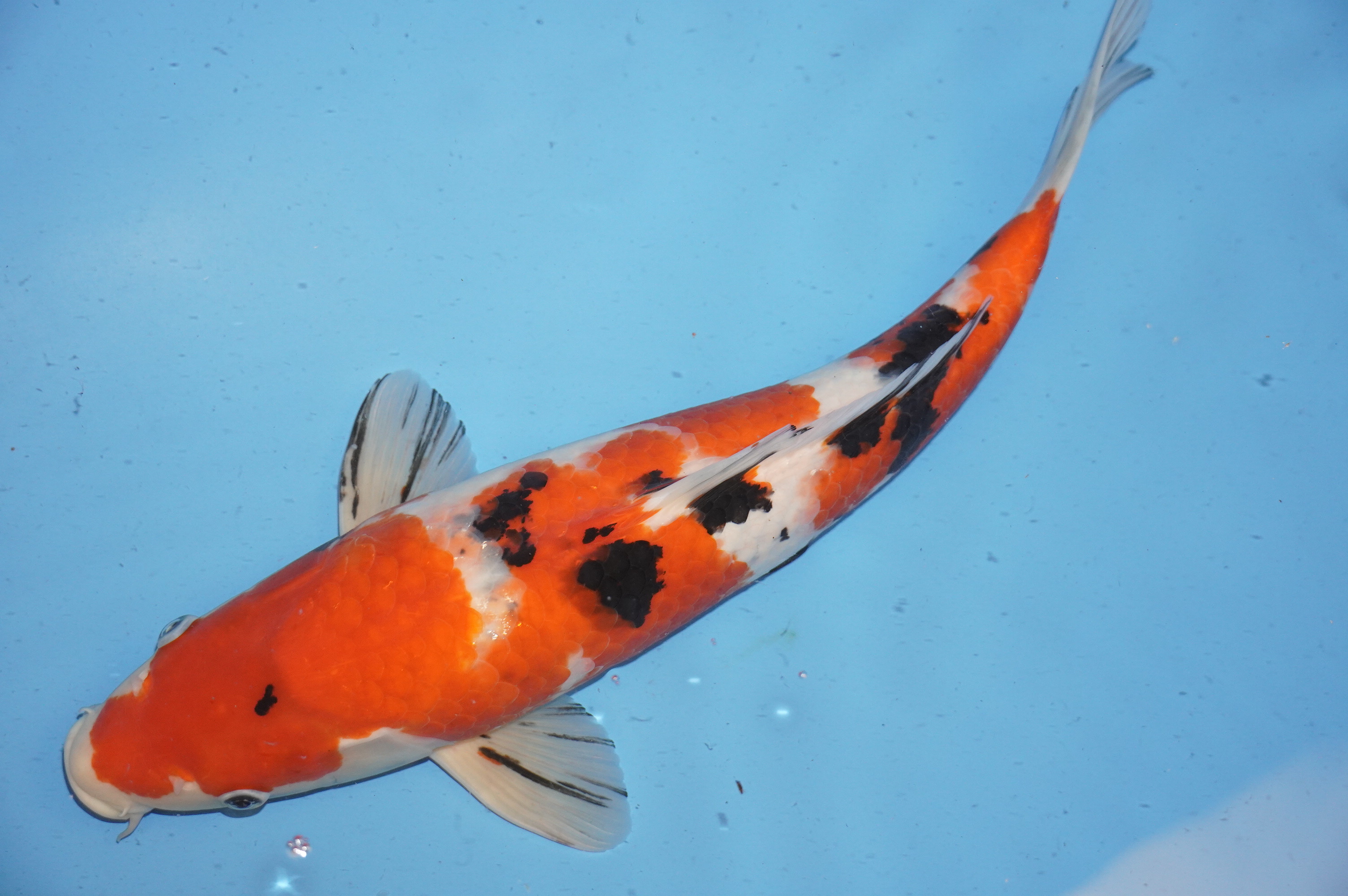 Sanke (45cm) von der Oofuchi Koi Farm (Japan) IdentNr.: 9480