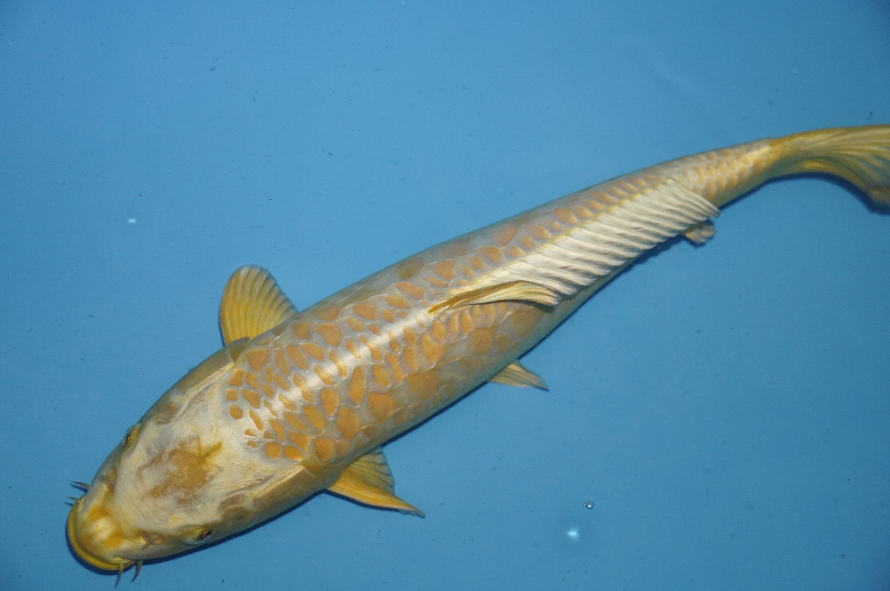 Doitsu Big Scale Creme Ogon (41cm) von der Yamasan Koi Farm (Yamazaki) (Japan) IdentNr.: 10241