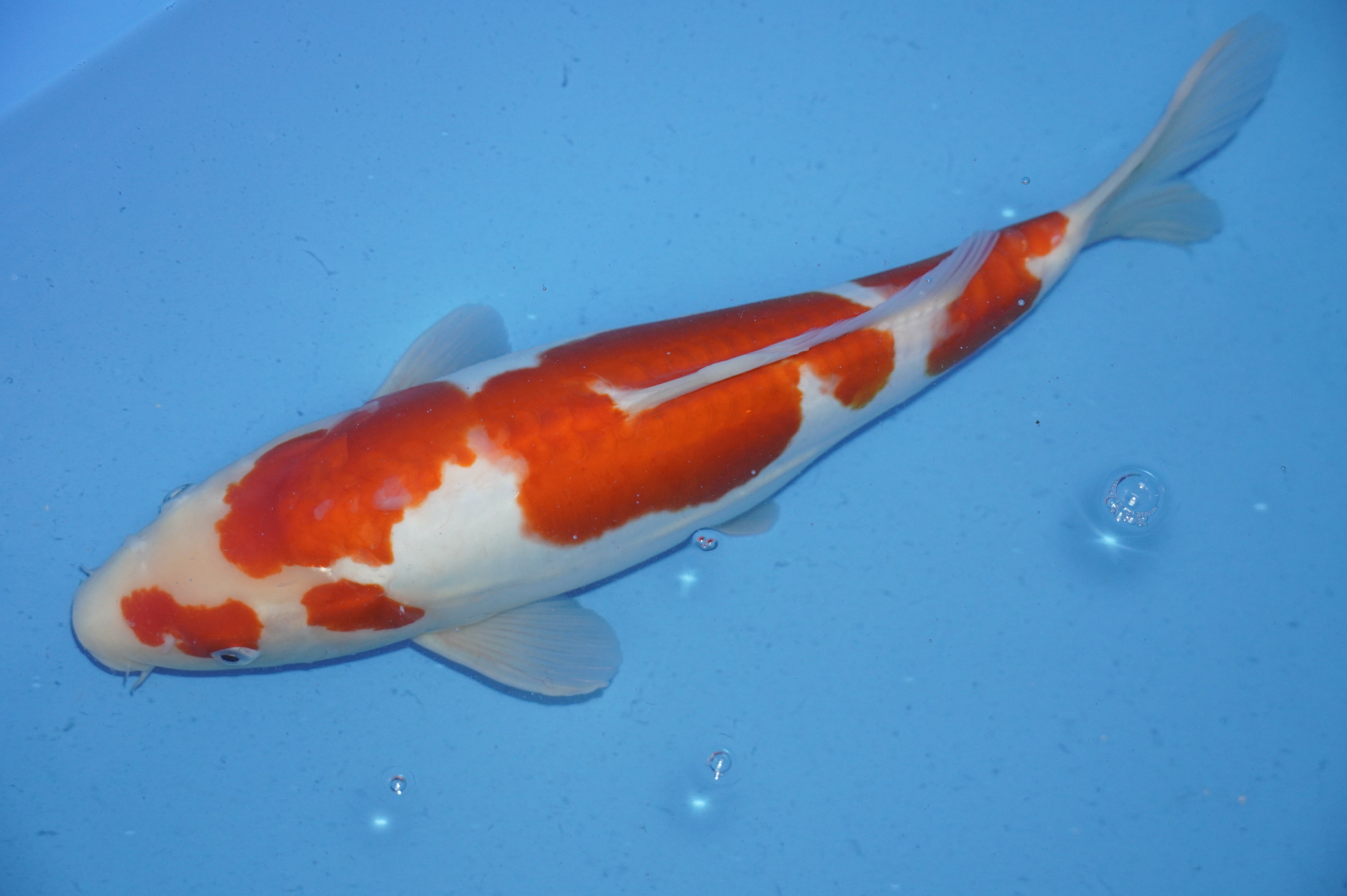 Doitsu Kohaku (37cm) von der Koda Koifarm (Japan) IdentNr.: 9961