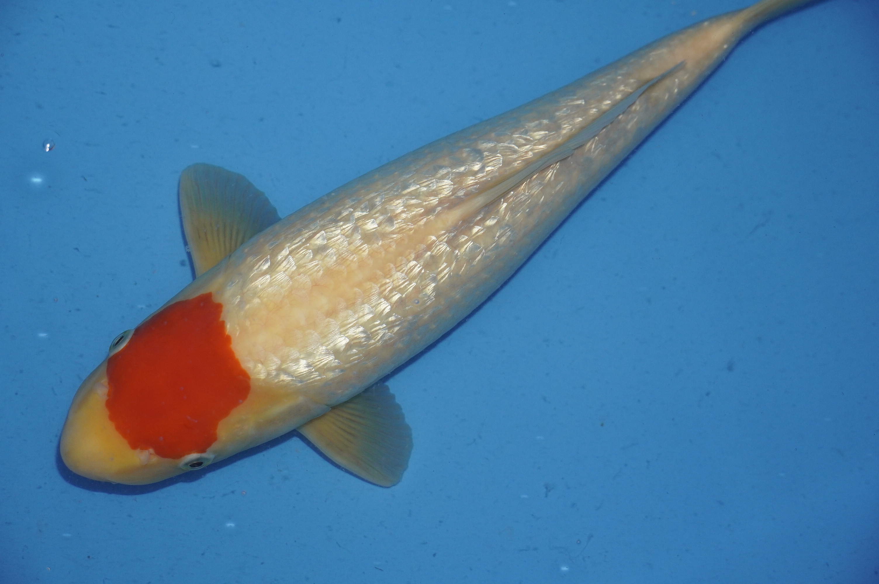 Gin Rin Tancho (41cm) von der Koda Koifarm (Japan) IdentNr.: 9980