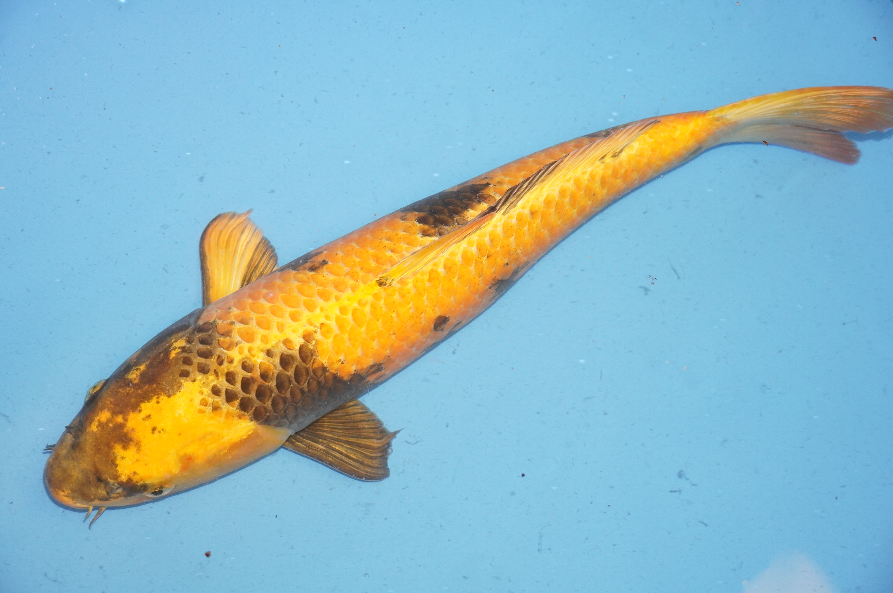 Kin Ki Utsuri (51cm) von der Yamasan Koi Farm (Yamazaki) (Japan) IdentNr.: 9260