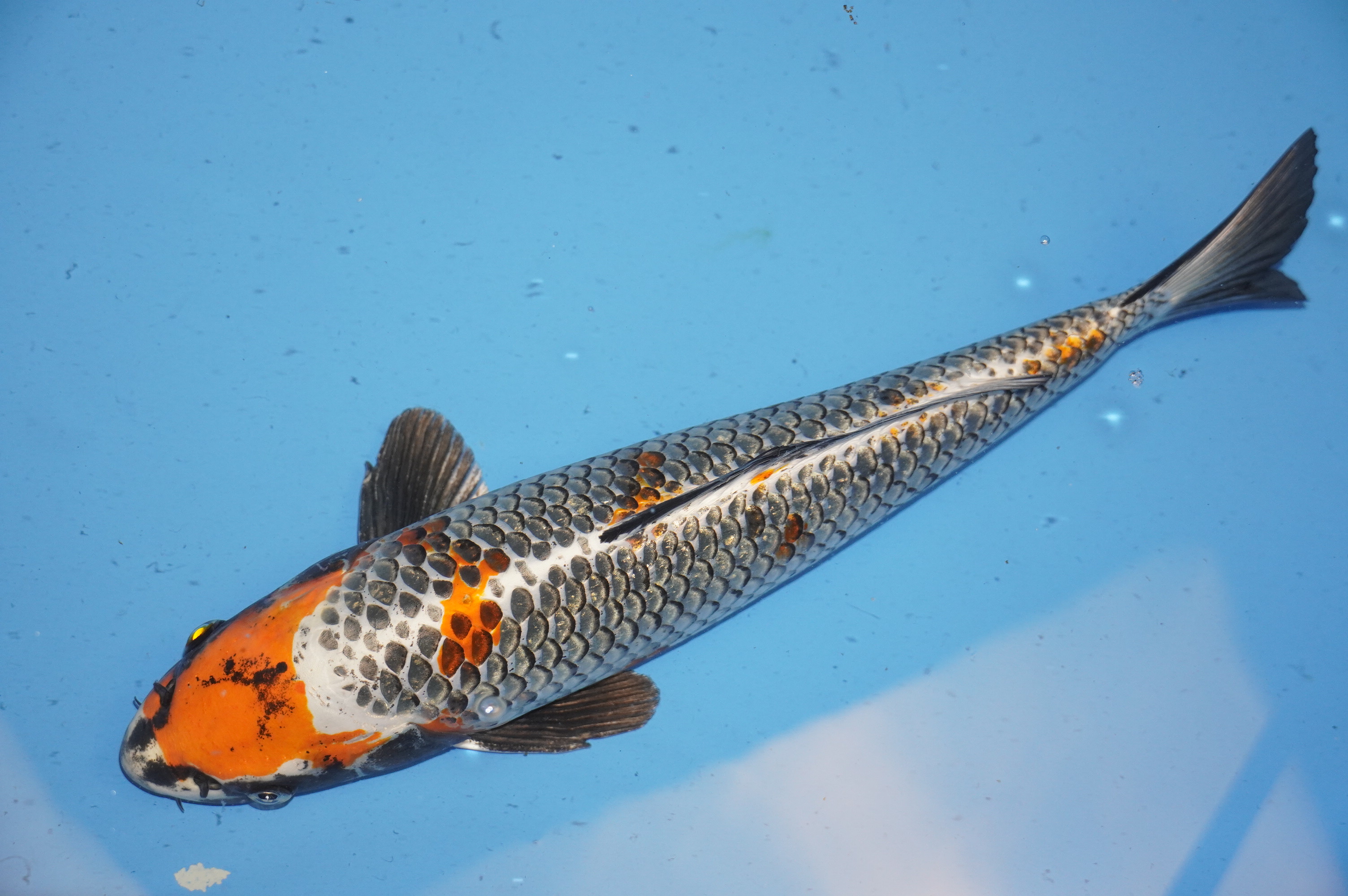 Beni Ginga (41cm) von der Igarashi Koi Farm (Japan) IdentNr.: 9678