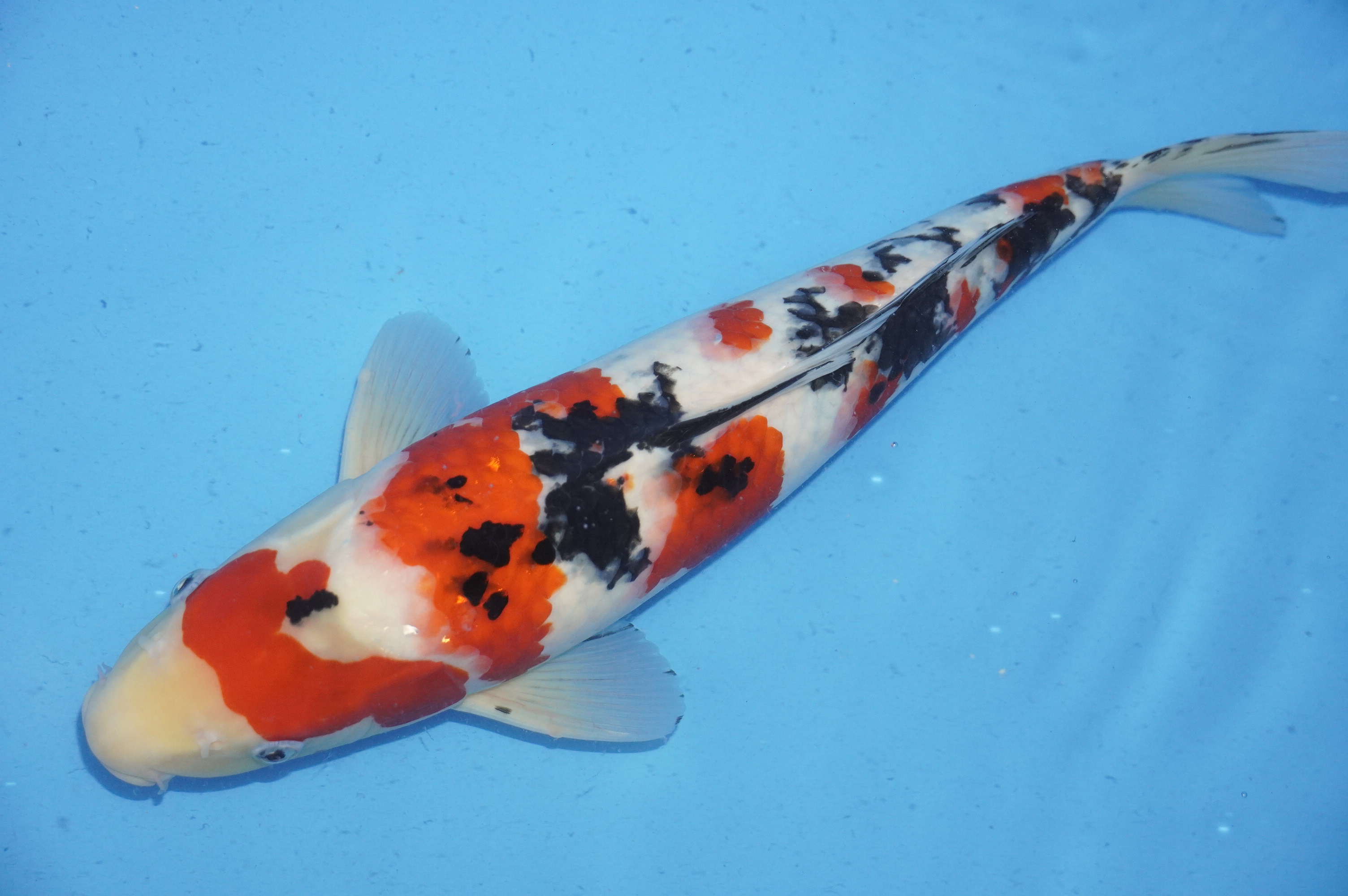 Sanke (43cm) von der Miyako Koifarm (Japan) IdentNr.: 9874