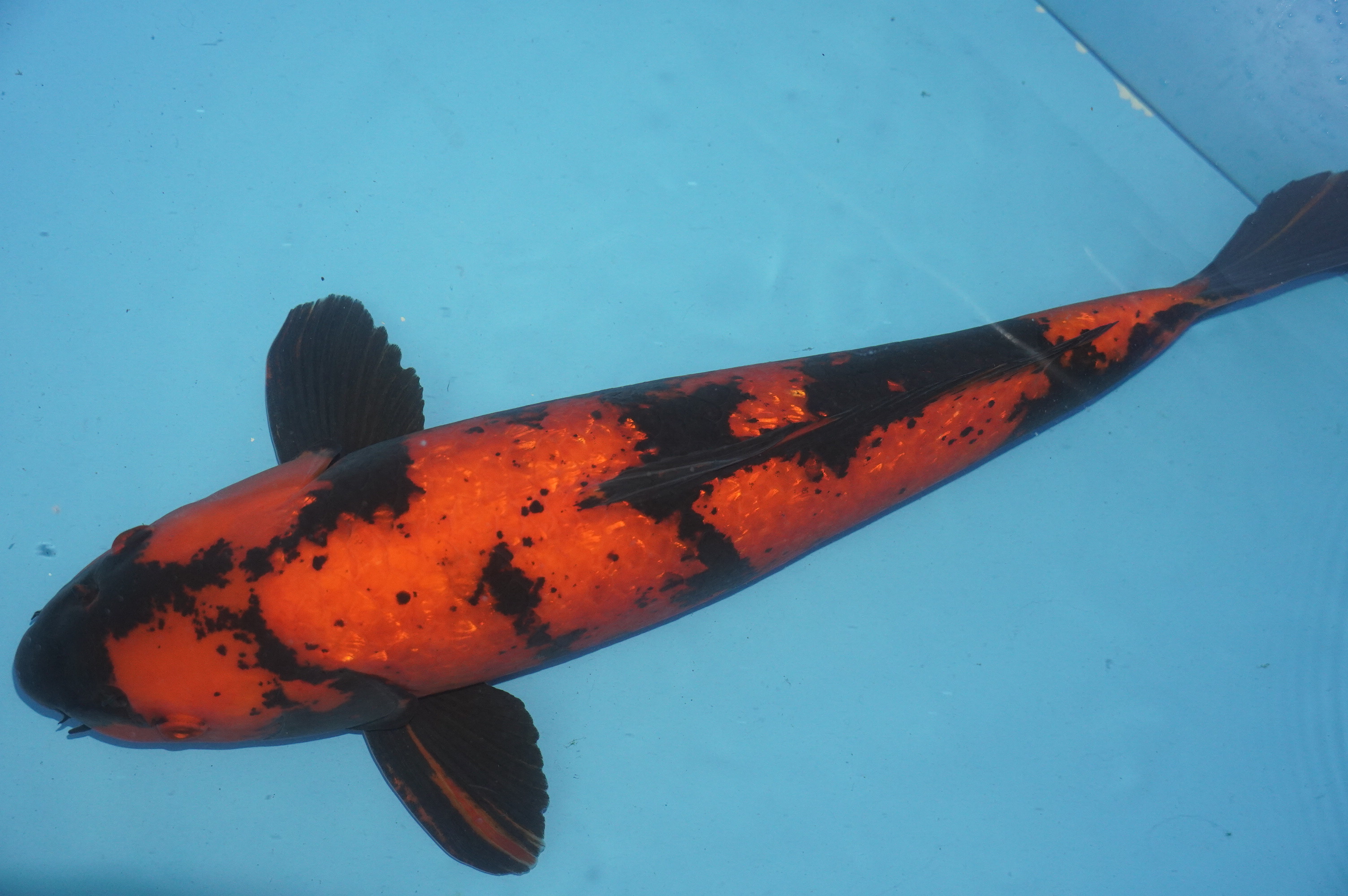 Gin Rin Hi Utsuri (53cm) von der Sakazume Koi Farm (Japan) IdentNr.: 10078