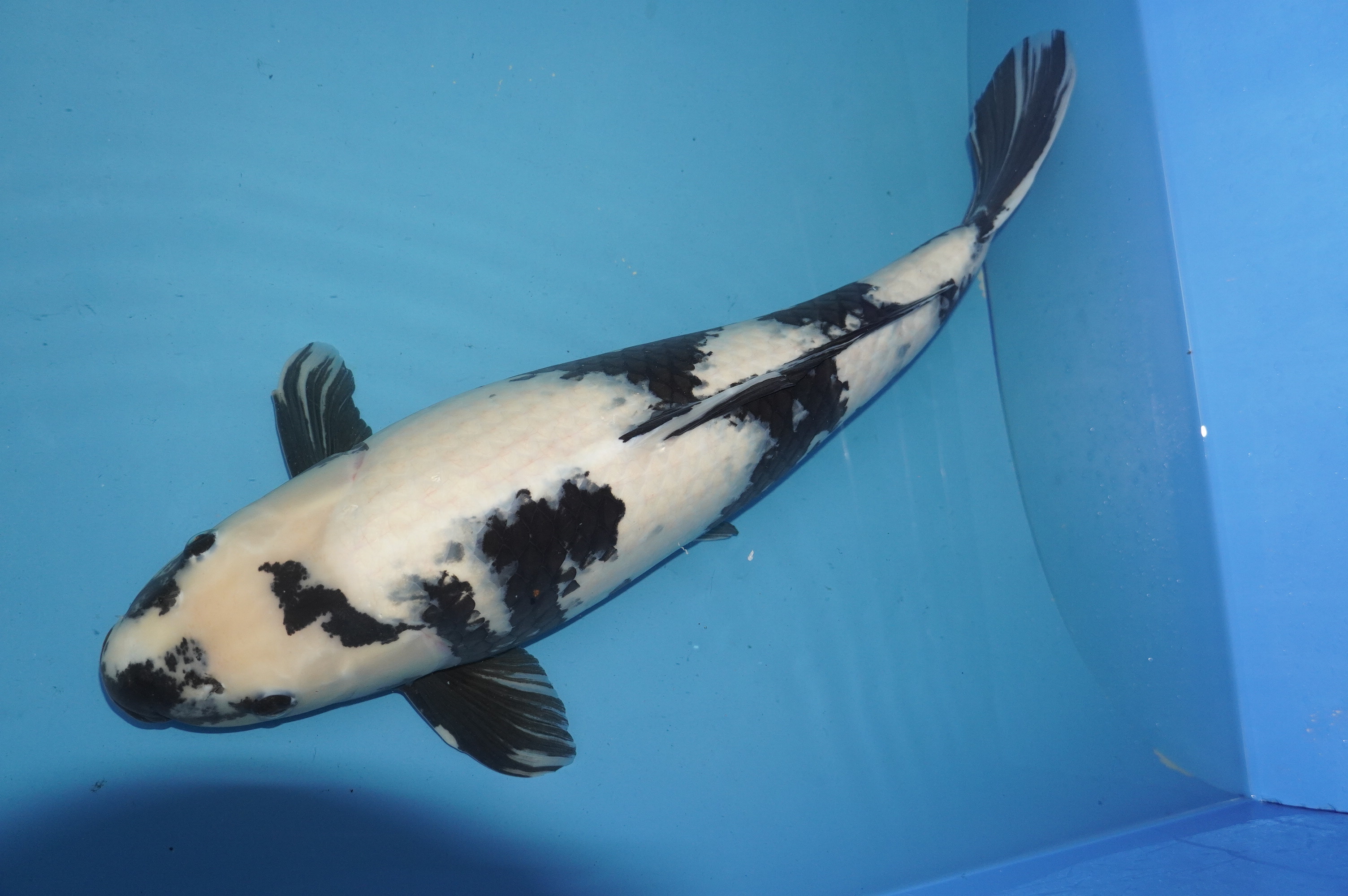Shiro Utsuri (65cm) von der Yamacho Koi Farm (Choguro) (Japan) IdentNr.: 10075