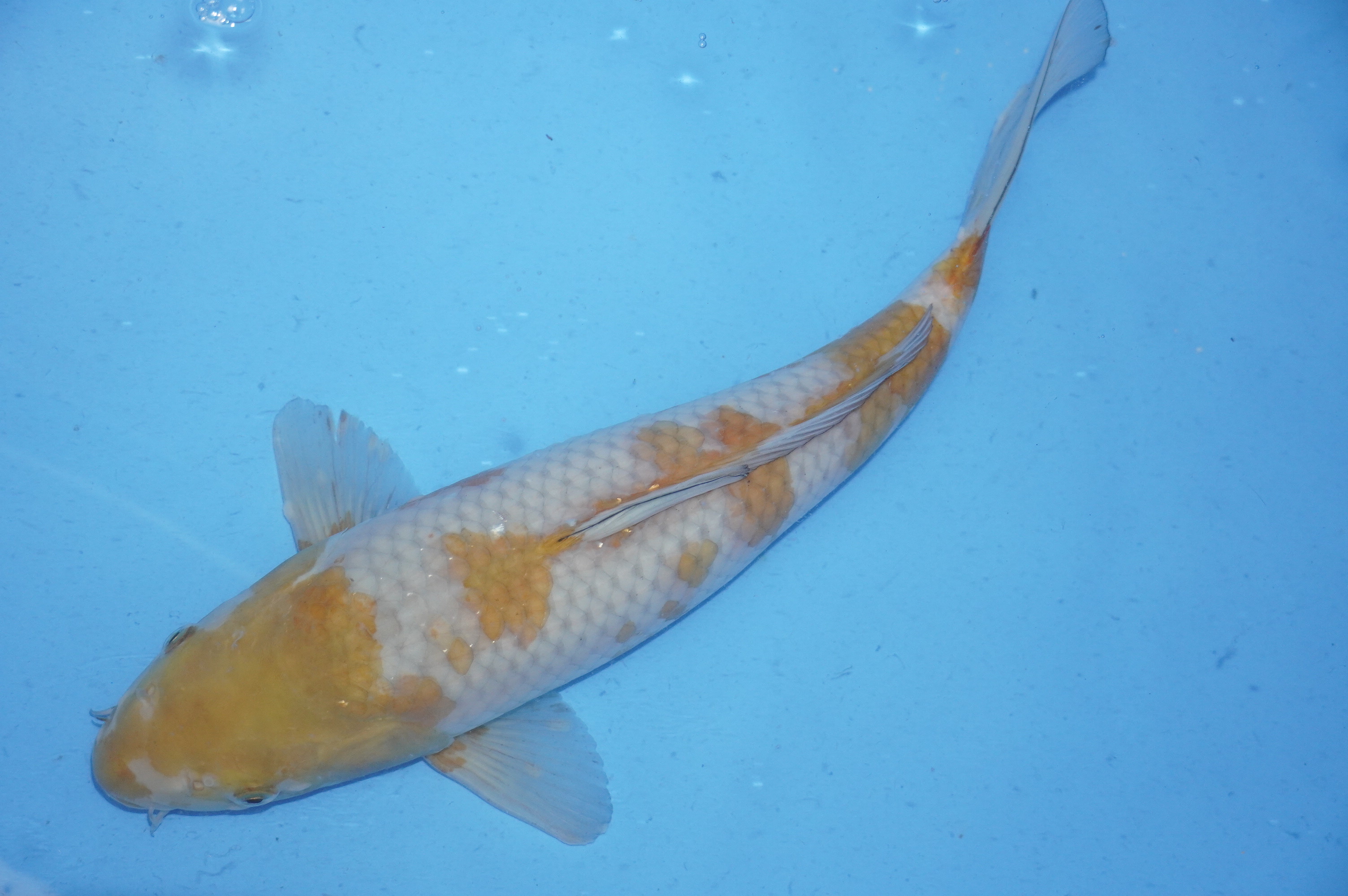 Ochiba Shigure (40cm) von der Ozumi Ikarashi Koi Farm (Japan) IdentNr.: 9948