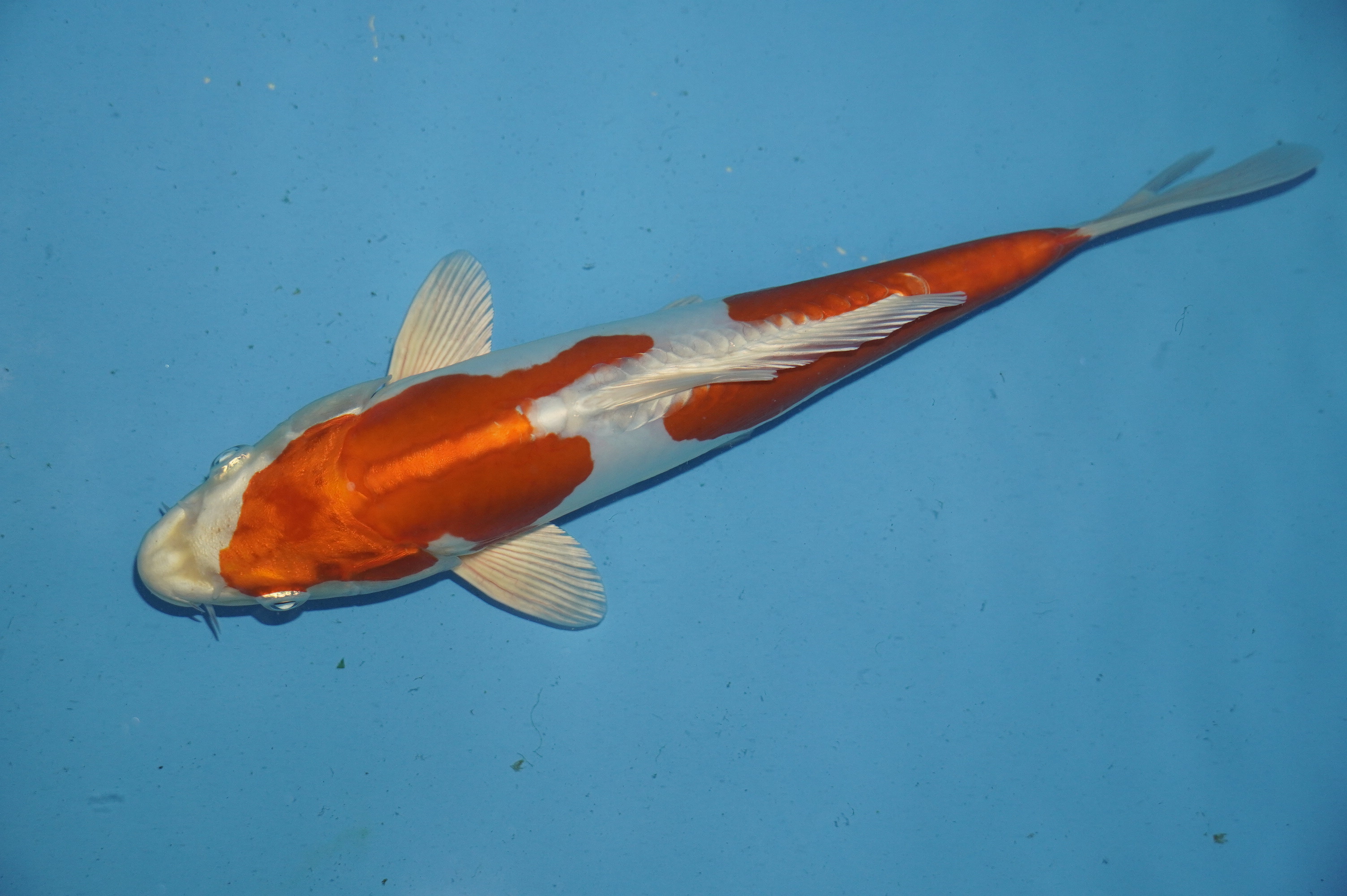 Doitsu Orange Hariwake (27cm) von der Miyako Koifarm (Japan) IdentNr.: 10083