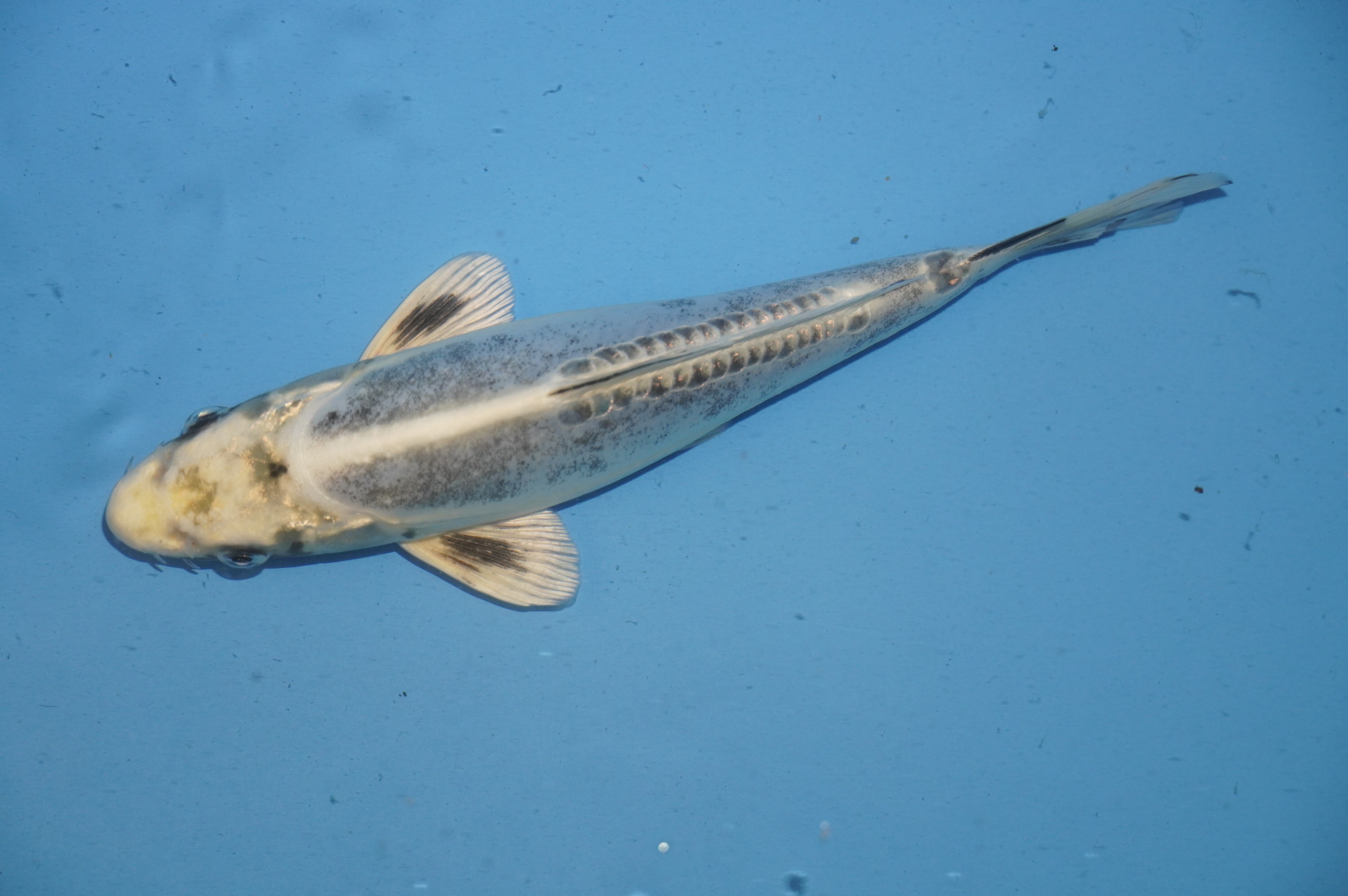 Kikukuryo (21cm) von der Oofuchi Koi Farm (Japan) IdentNr.: 10070