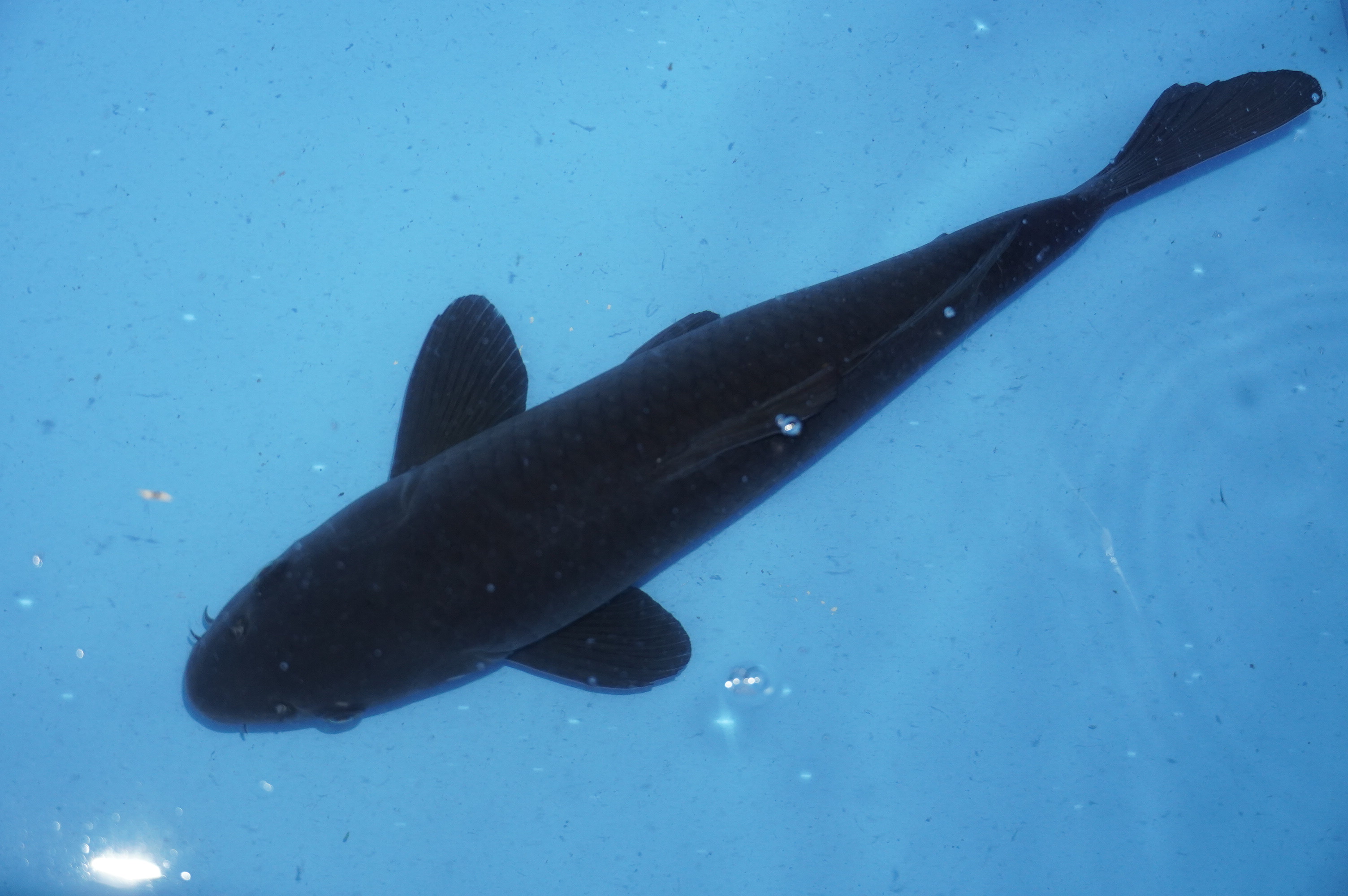 Karasugoi (40cm) von der Yamajyu Koi Farm (Japan) IdentNr.: 10008