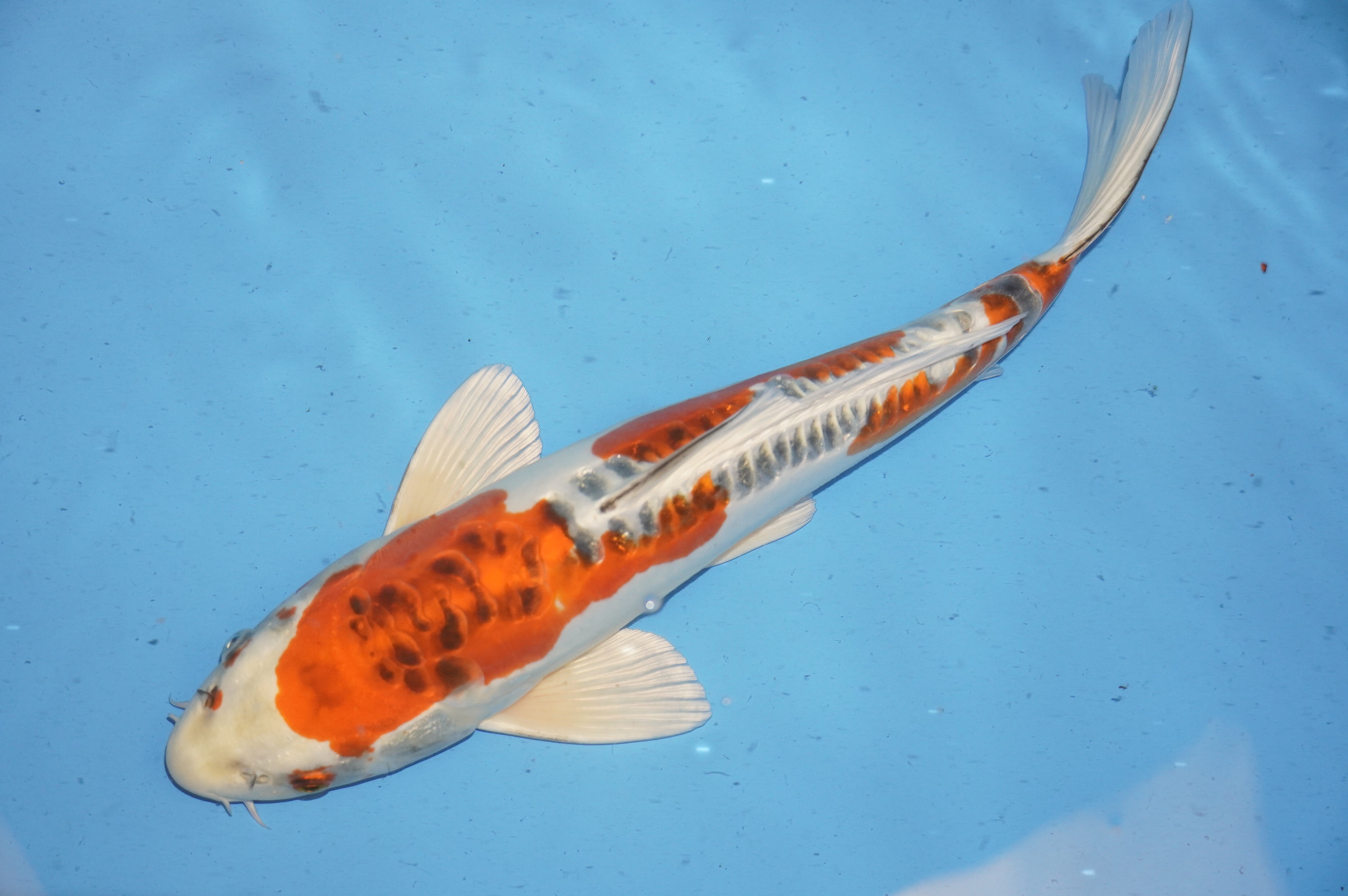 Doitsu Kujaku (39cm) von der Igarashi Koi Farm (Japan) IdentNr.: 9699