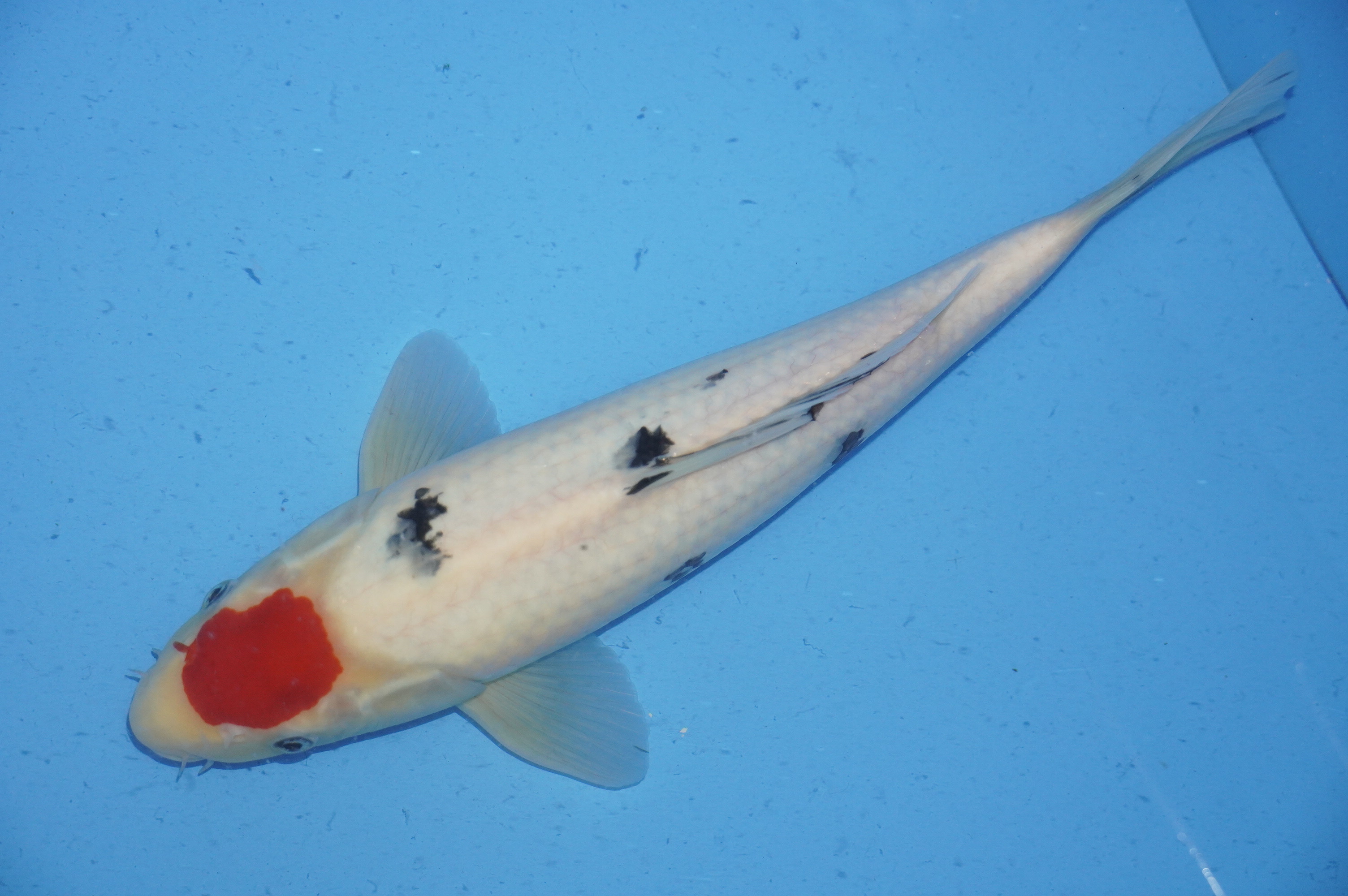 Tancho Sanke (37cm) von der Miyako Koifarm (Japan) IdentNr.: 9894