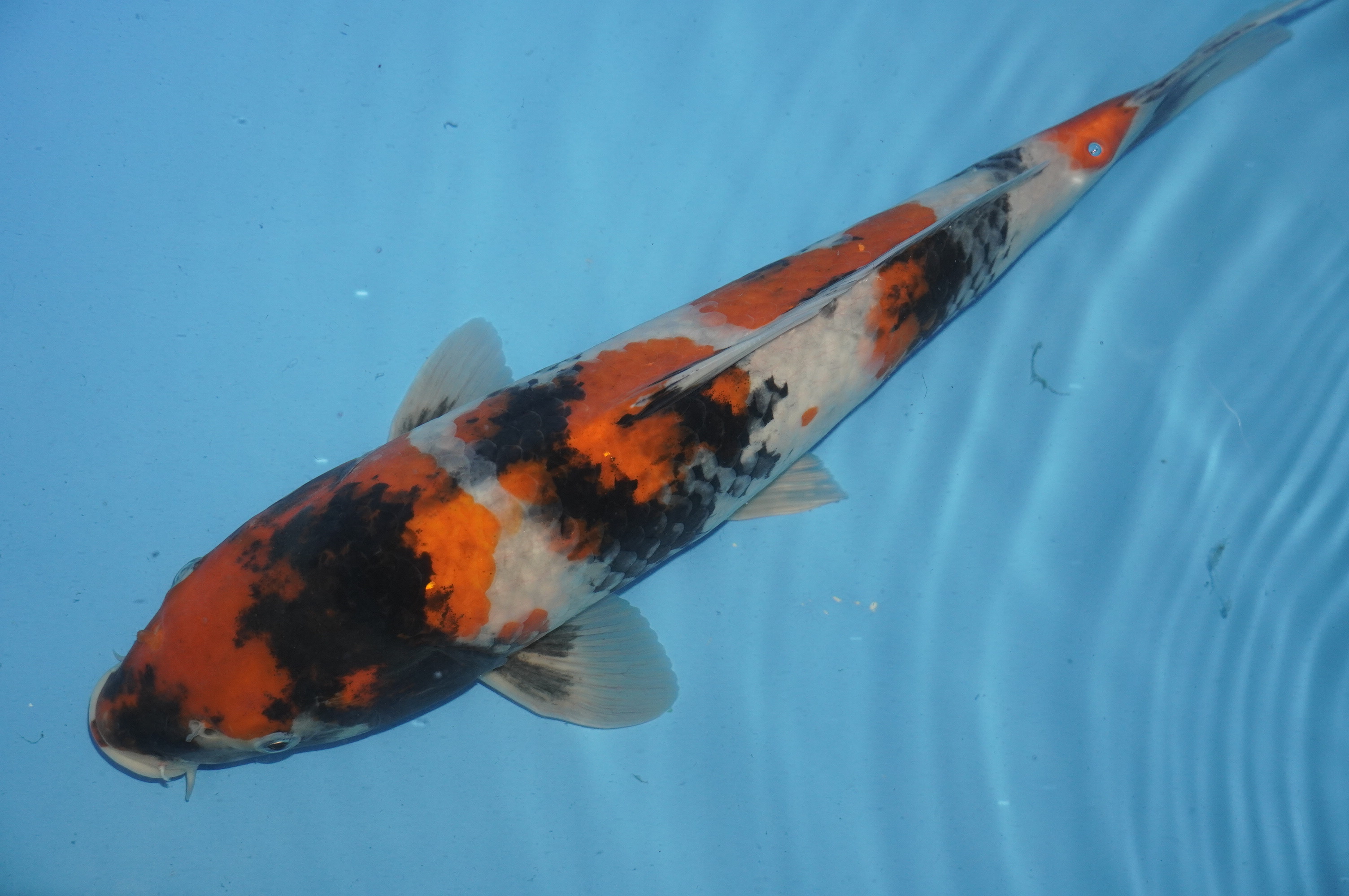 Goshiki Showa (41cm) von der Miyako Koifarm (Japan) IdentNr.: 10217