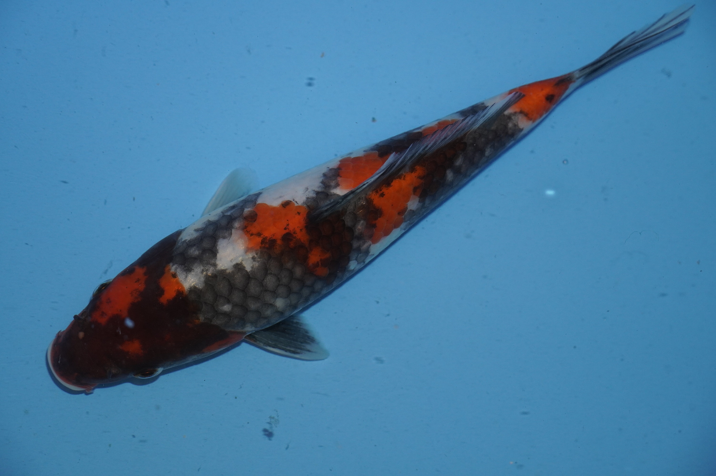 Showa (23cm) von der Yoshino Koi Farm (Japan) IdentNr.: 10062